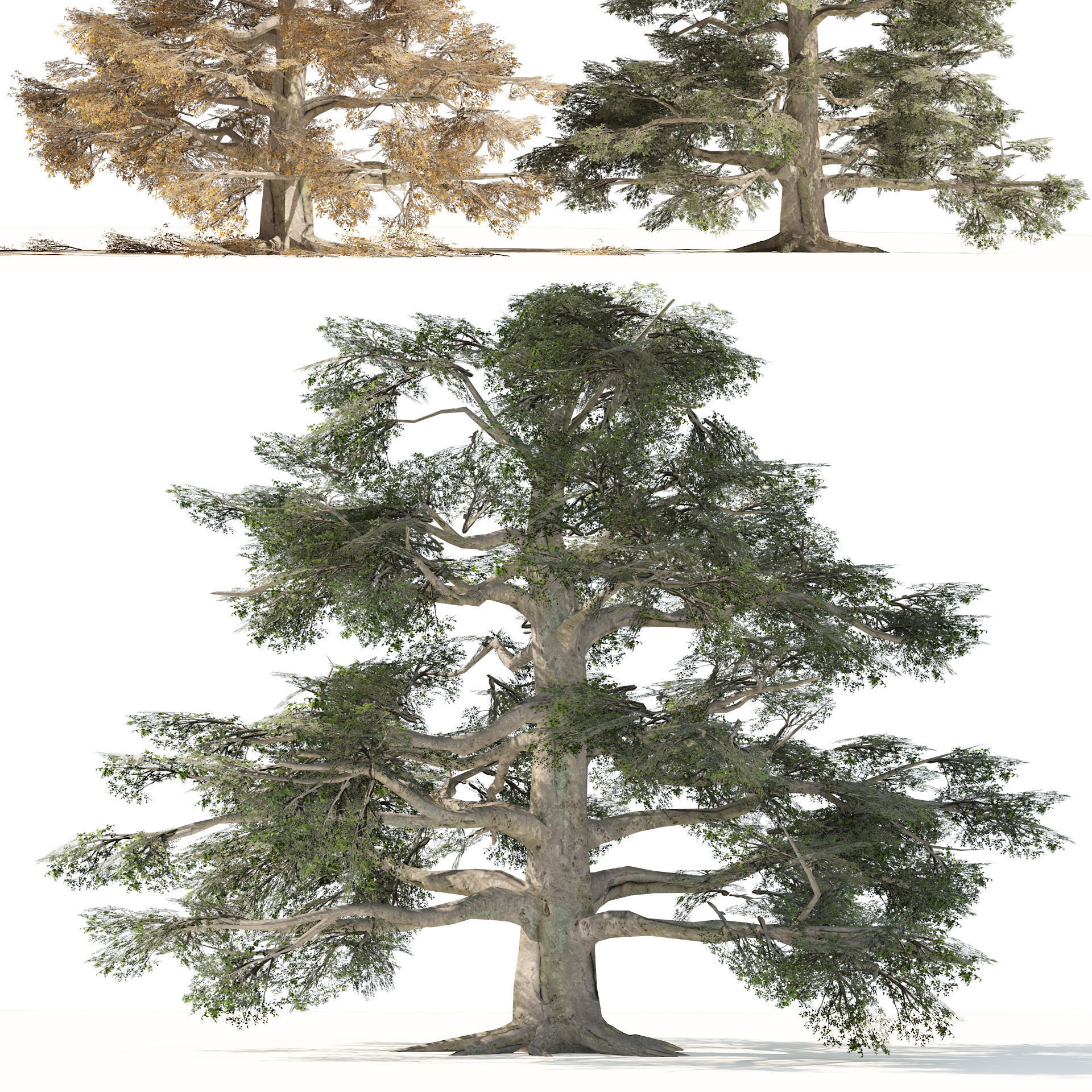 Fall and green broadleaves beech trees 3d model Low-poly 3D model_9