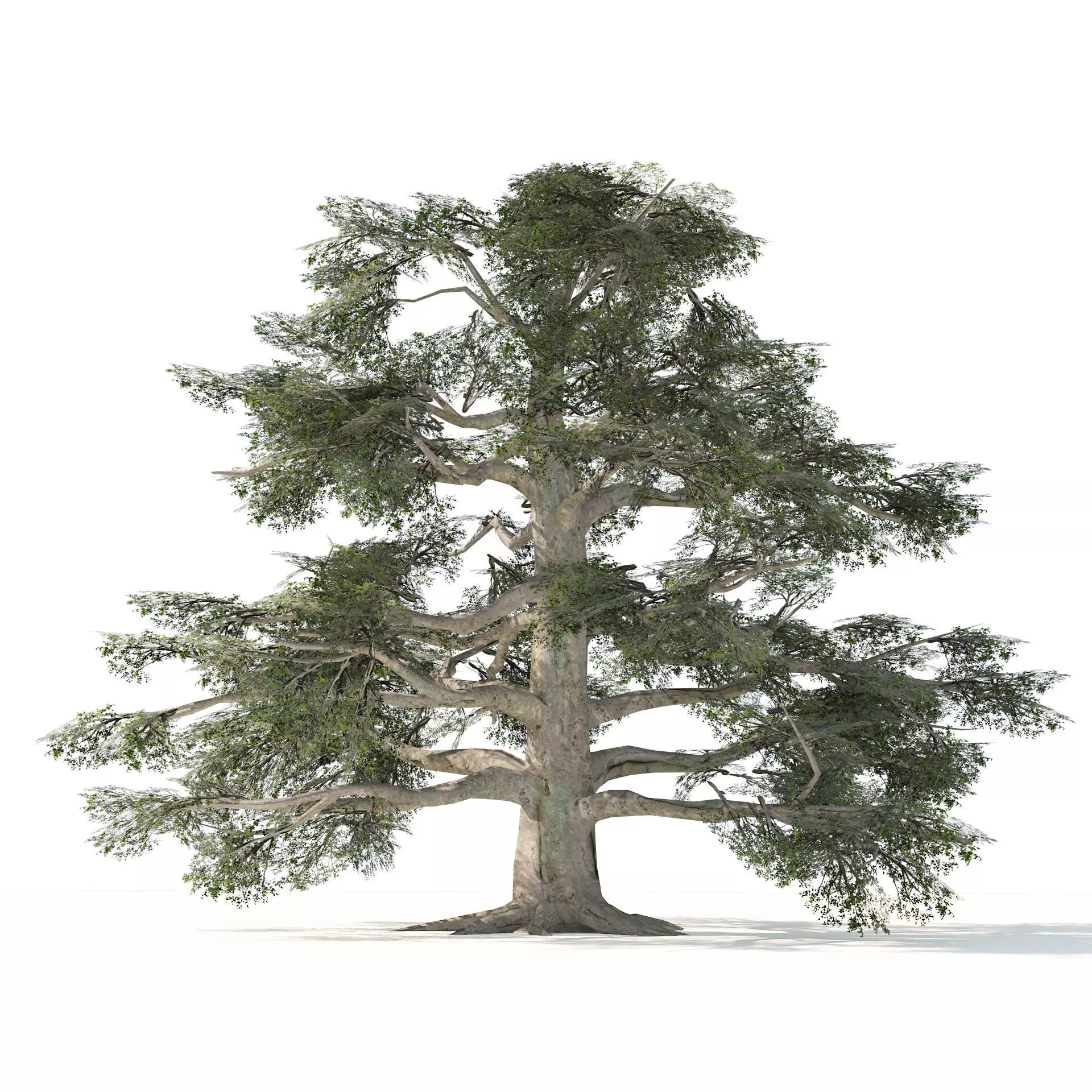 Fall and green broadleaves beech trees 3d model Low-poly 3D model_0