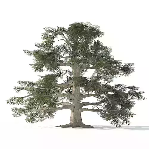 Fall and green broadleaves beech trees 3d model Low-poly 3D model