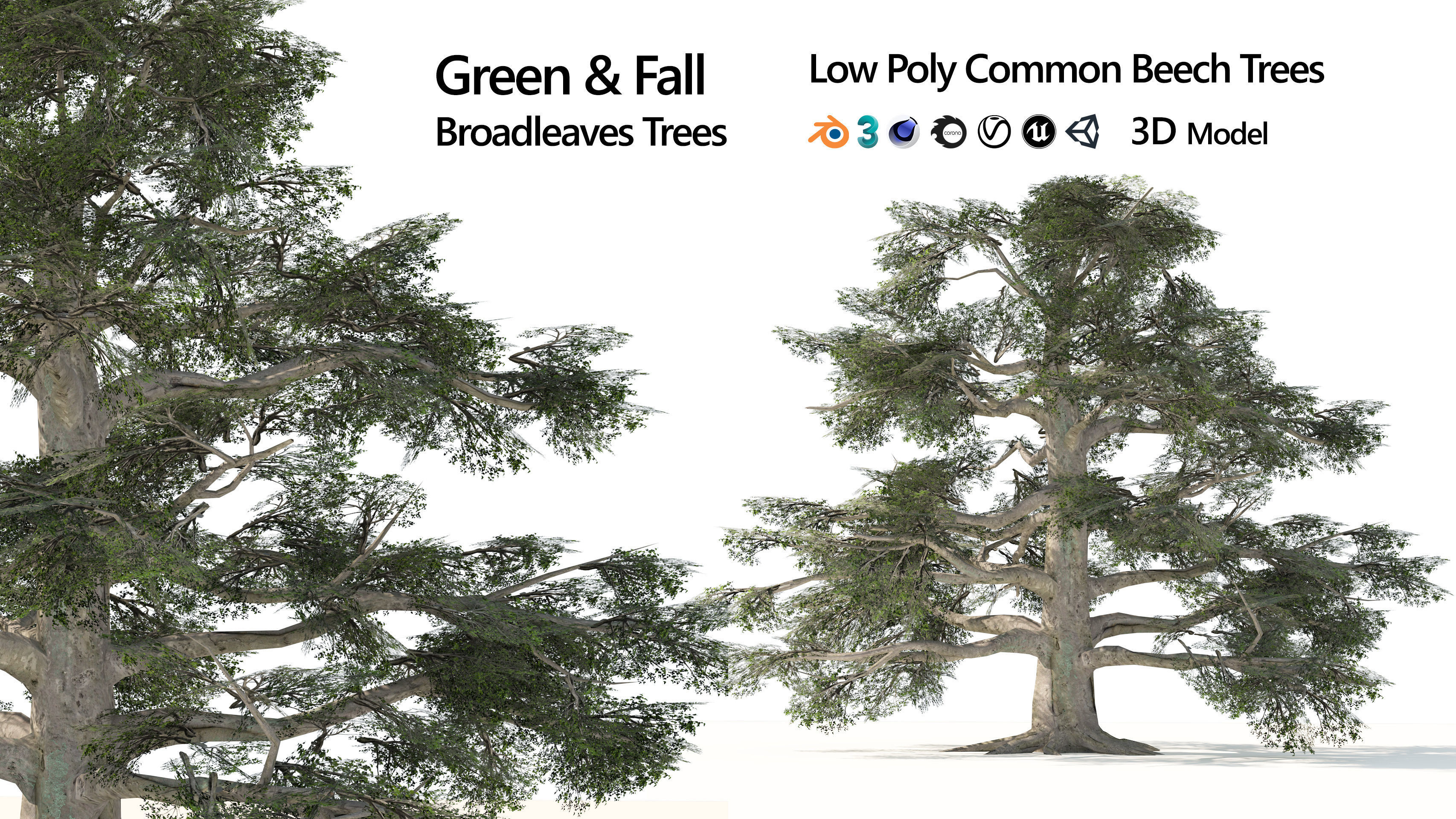 Fall and green broadleaves beech trees 3d model Low-poly 3D model_8