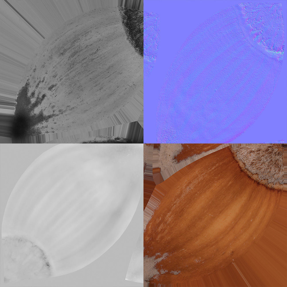 Hazelnut 3D model_8