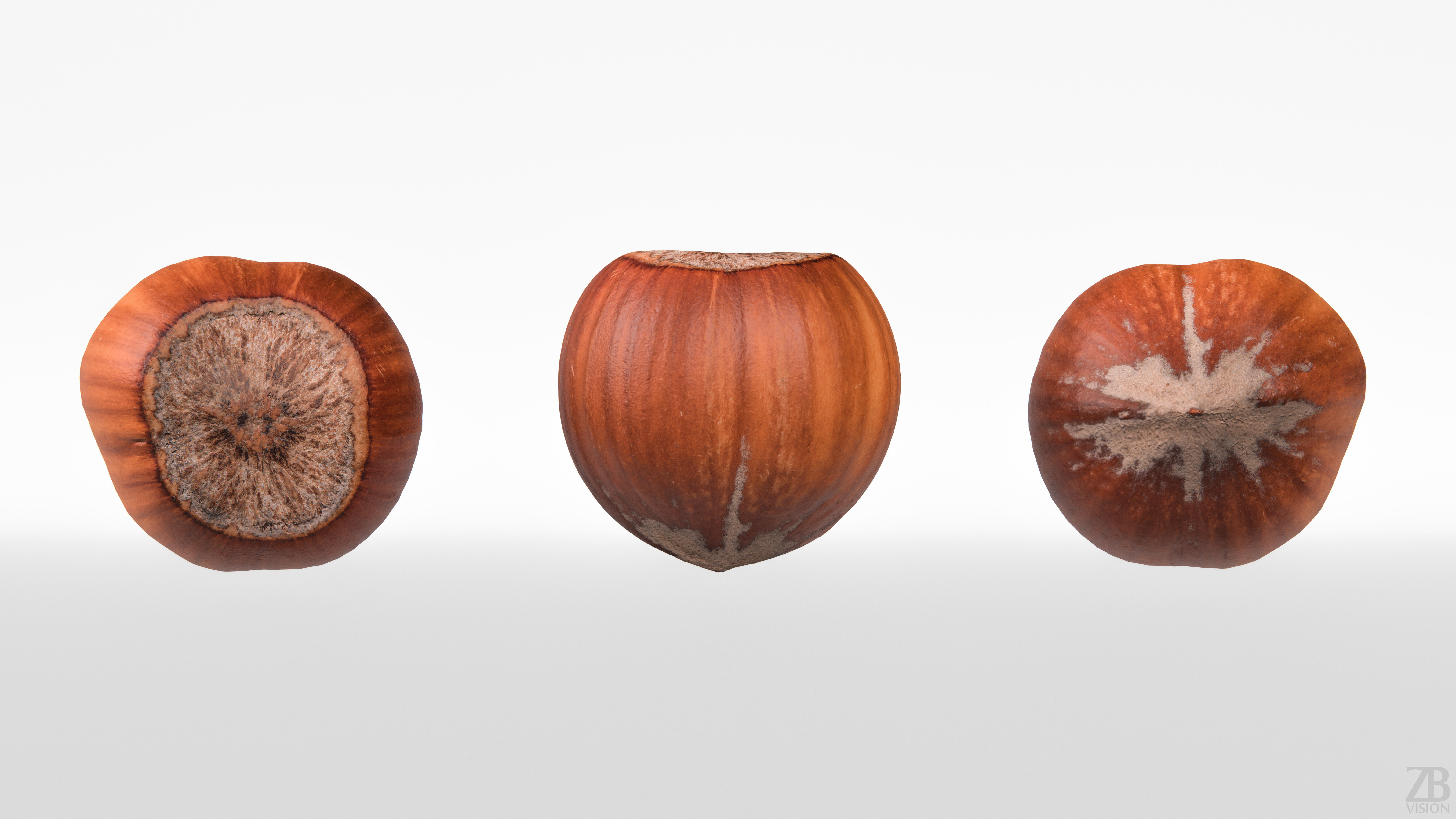Hazelnut 3D model_4