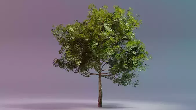 Beautiful Photorealistic All Seasons Trees 3D Model