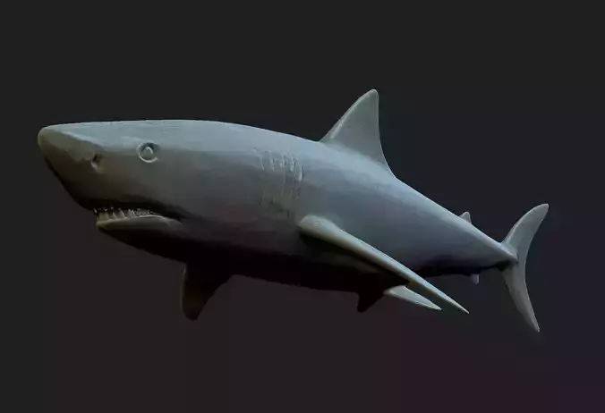 shark 3d model