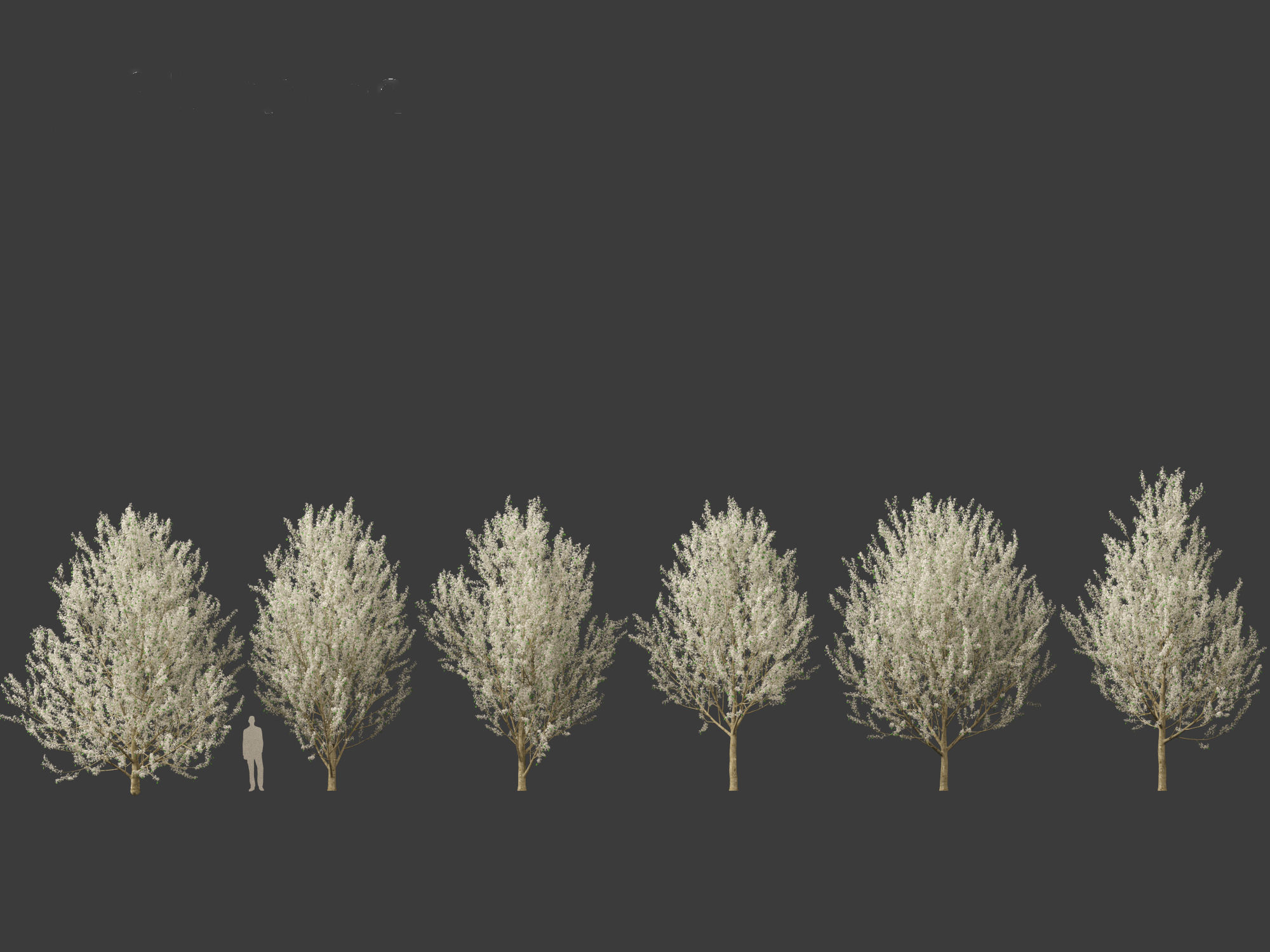 Pyrus calleryana Winter Glow - Ornamental Pear 02 3D model_1