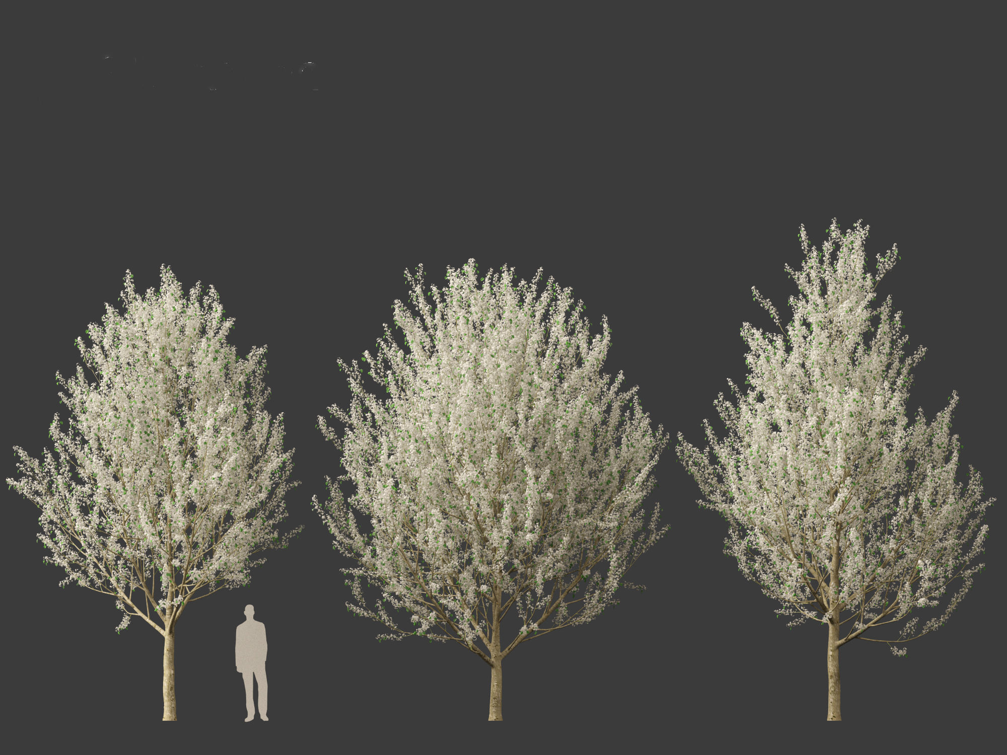 Pyrus calleryana Winter Glow - Ornamental Pear 02 3D model_5
