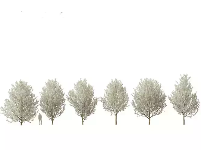 Pyrus calleryana Winter Glow - Ornamental Pear 02