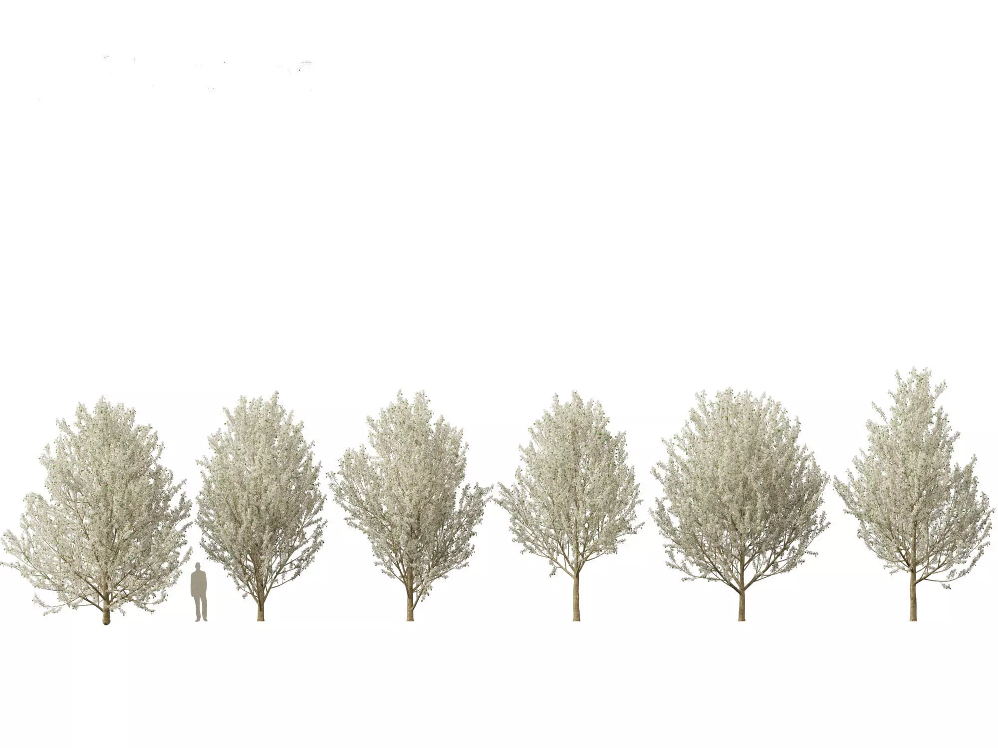 Pyrus calleryana Winter Glow - Ornamental Pear 02 3D model_0