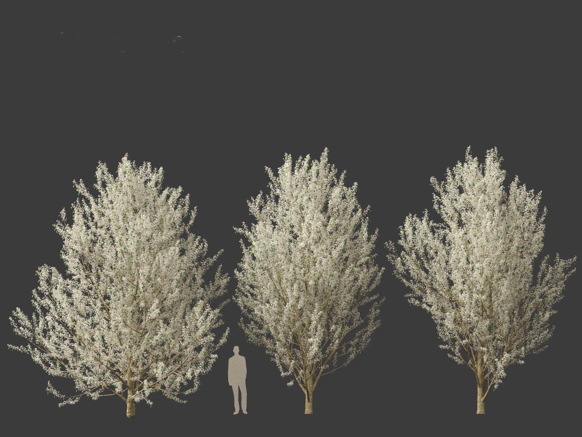 Pyrus calleryana Winter Glow - Ornamental Pear 02 3D model_3