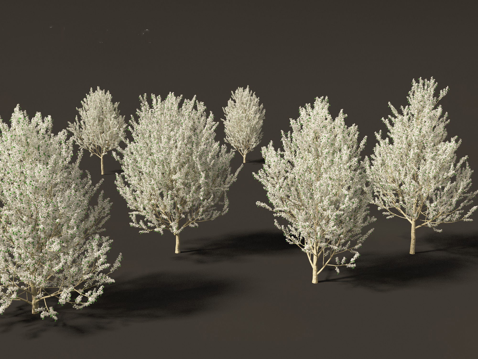 Pyrus calleryana Winter Glow - Ornamental Pear 02 3D model_6