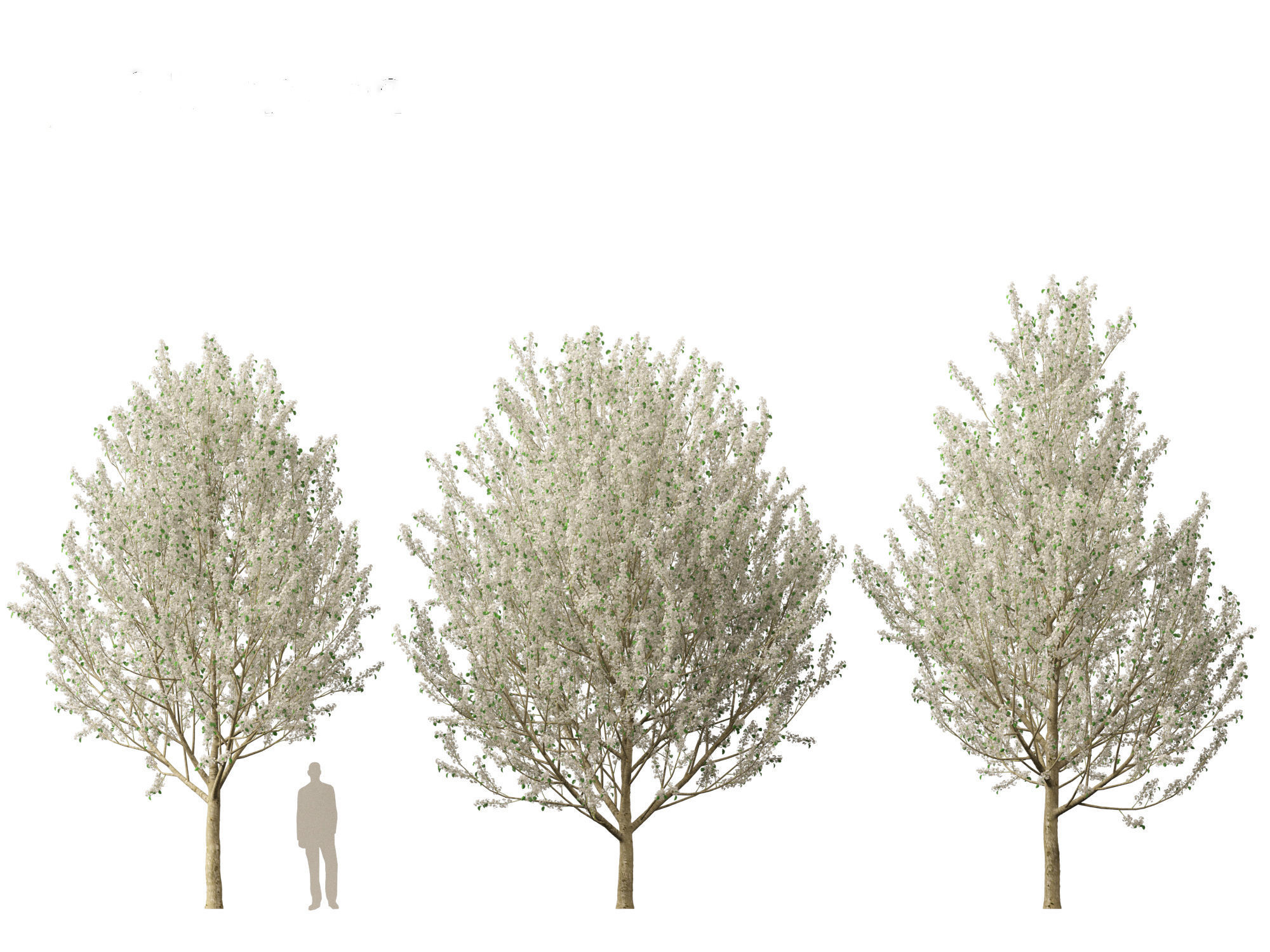 Pyrus calleryana Winter Glow - Ornamental Pear 02 3D model_4
