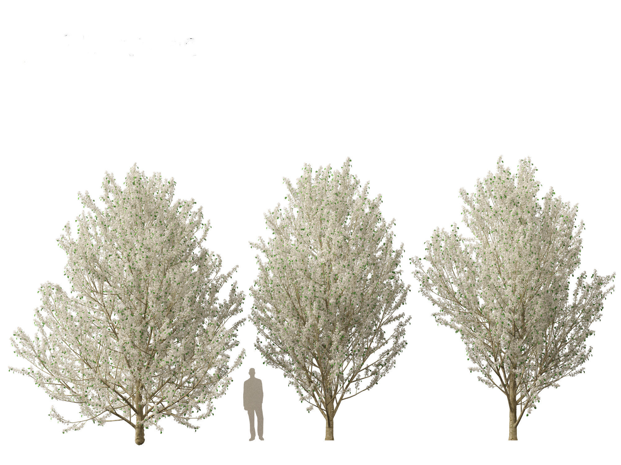 Pyrus calleryana Winter Glow - Ornamental Pear 02 3D model_2