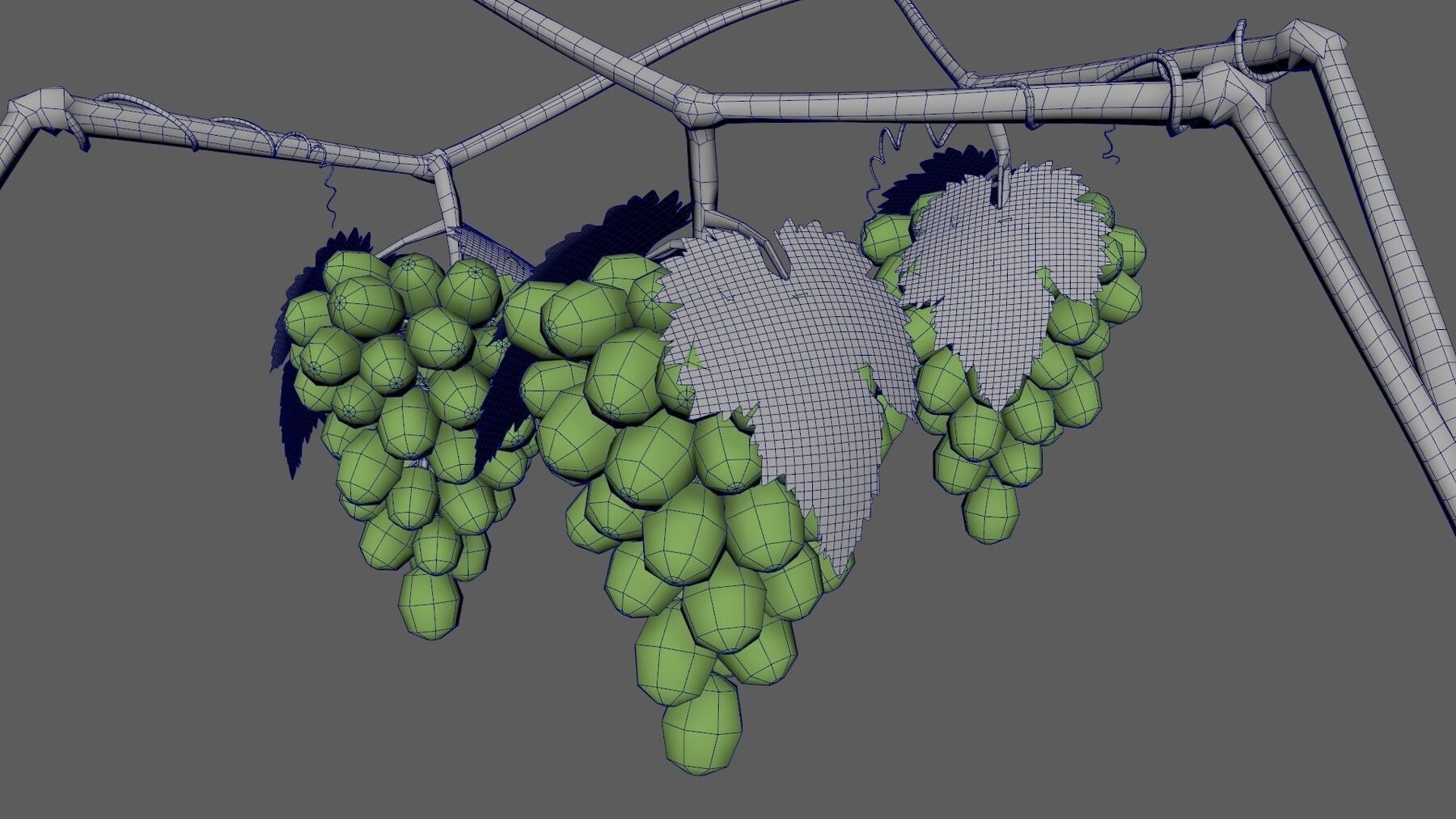 Grap Grow 3D model_3