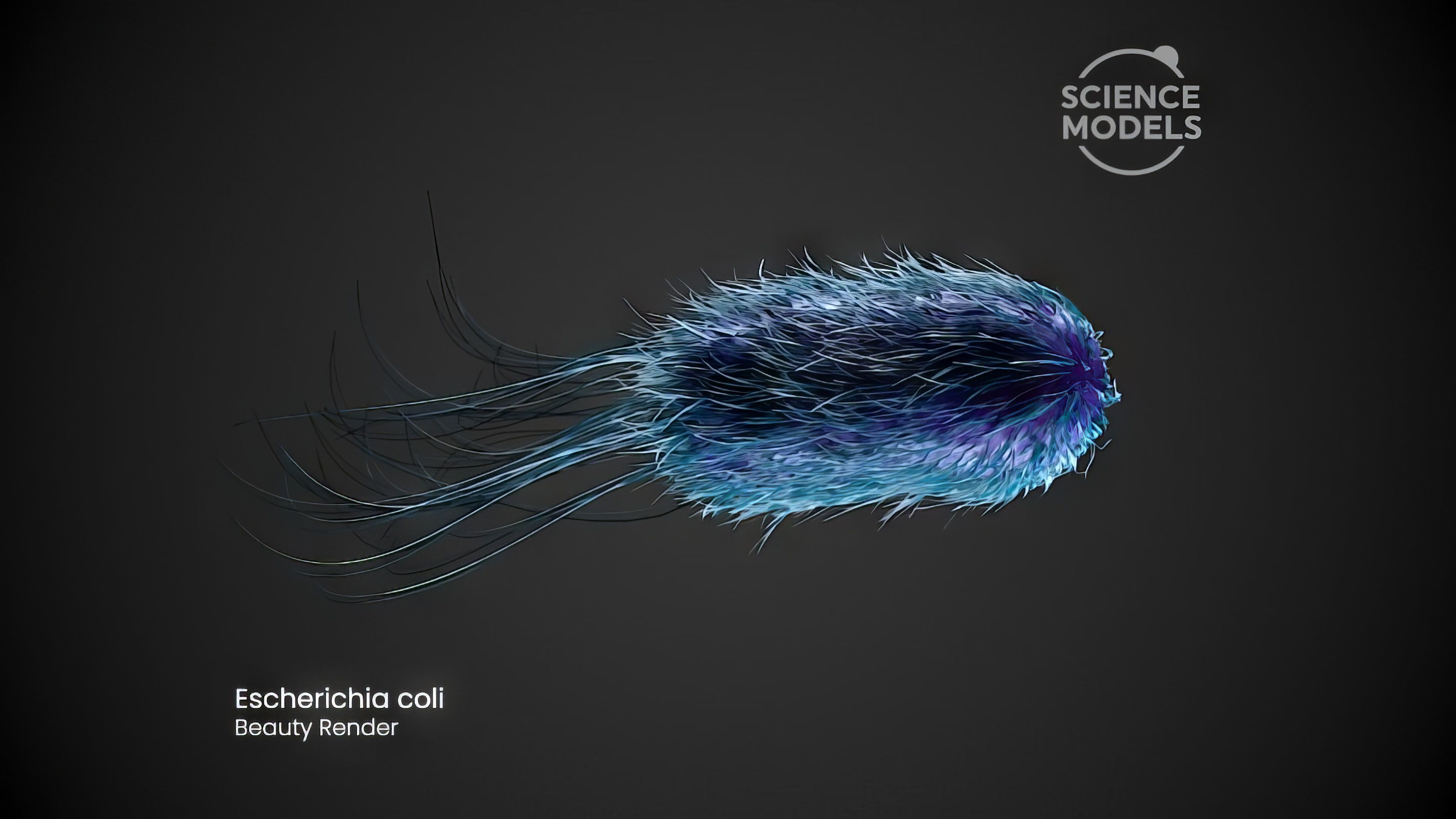 Bacteria Escherichia Coli 3D model_2