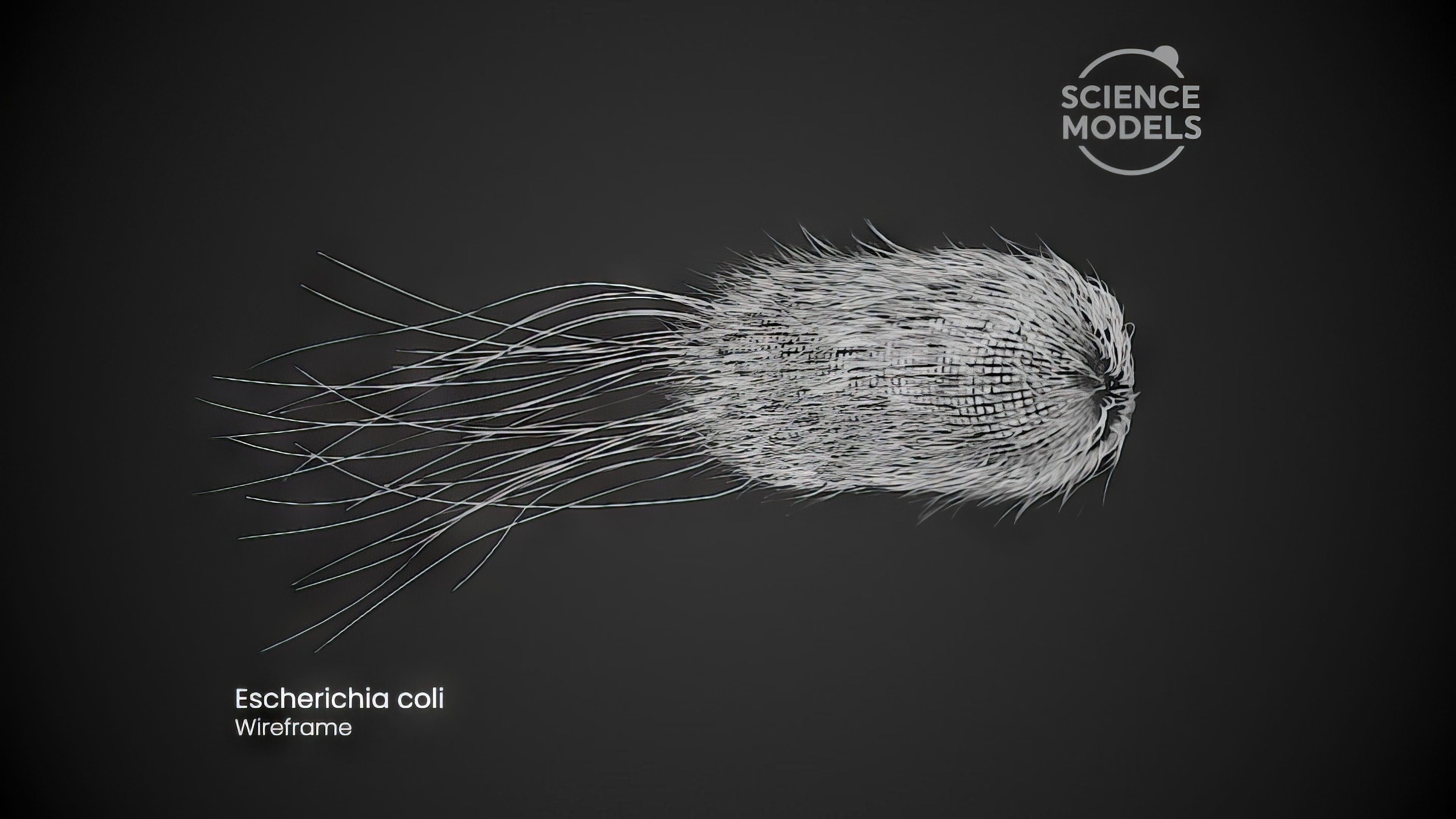 Bacteria Escherichia Coli 3D model_5