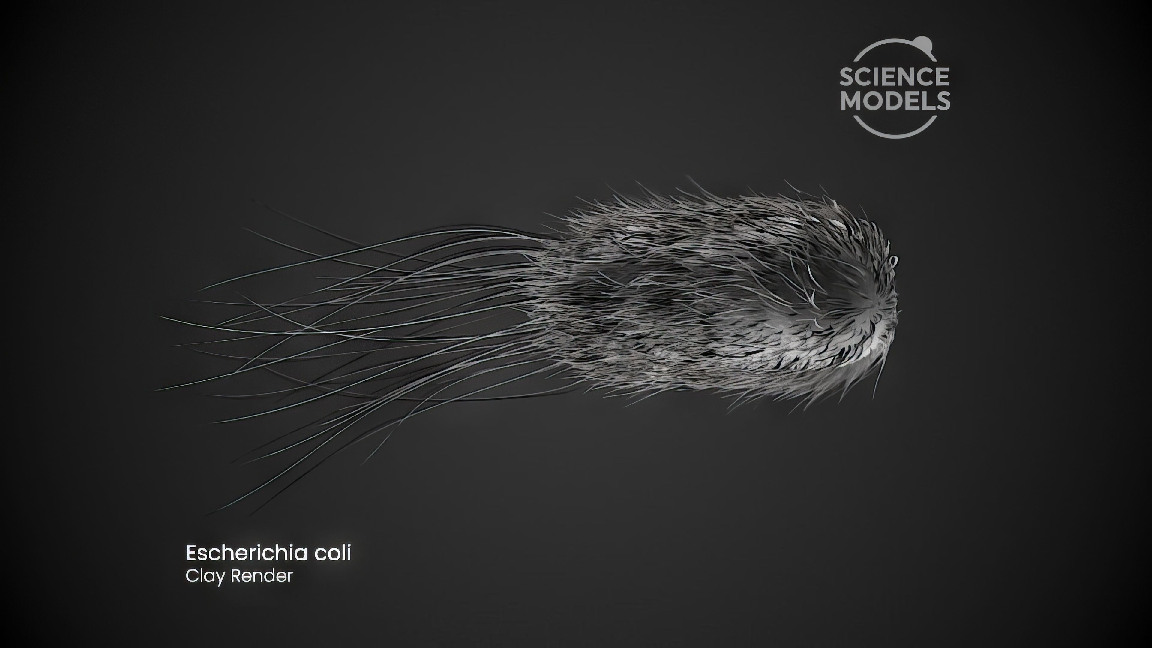 Bacteria Escherichia Coli 3D model_4
