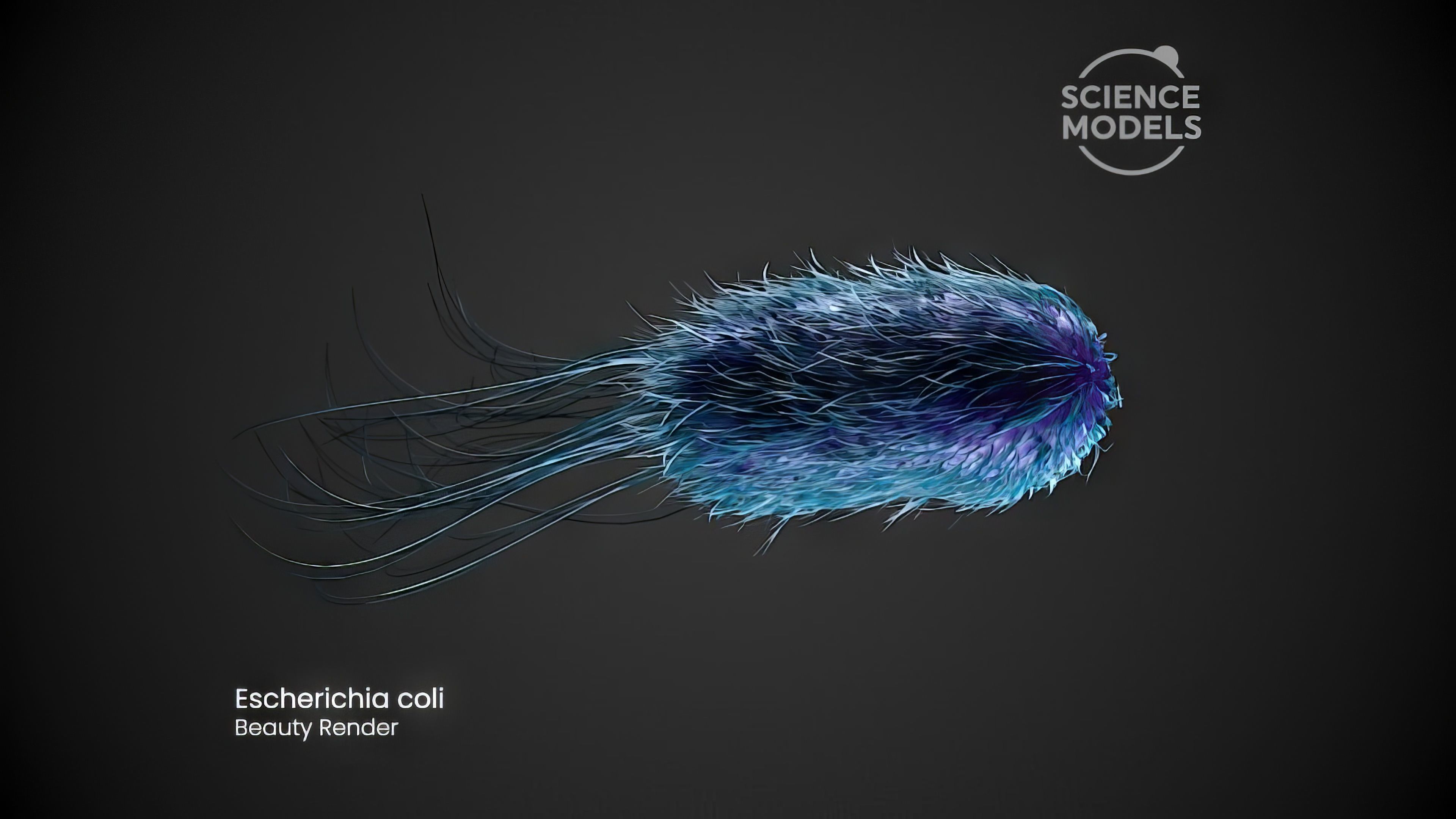 Bacteria Escherichia Coli 3D model_3