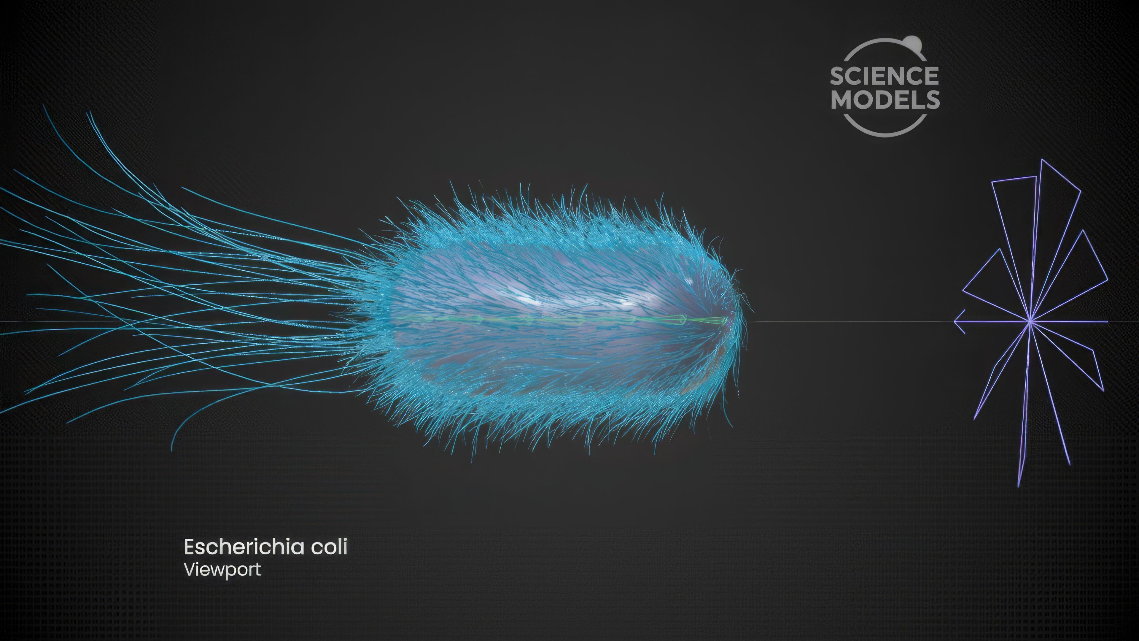 Bacteria Escherichia Coli 3D model_6