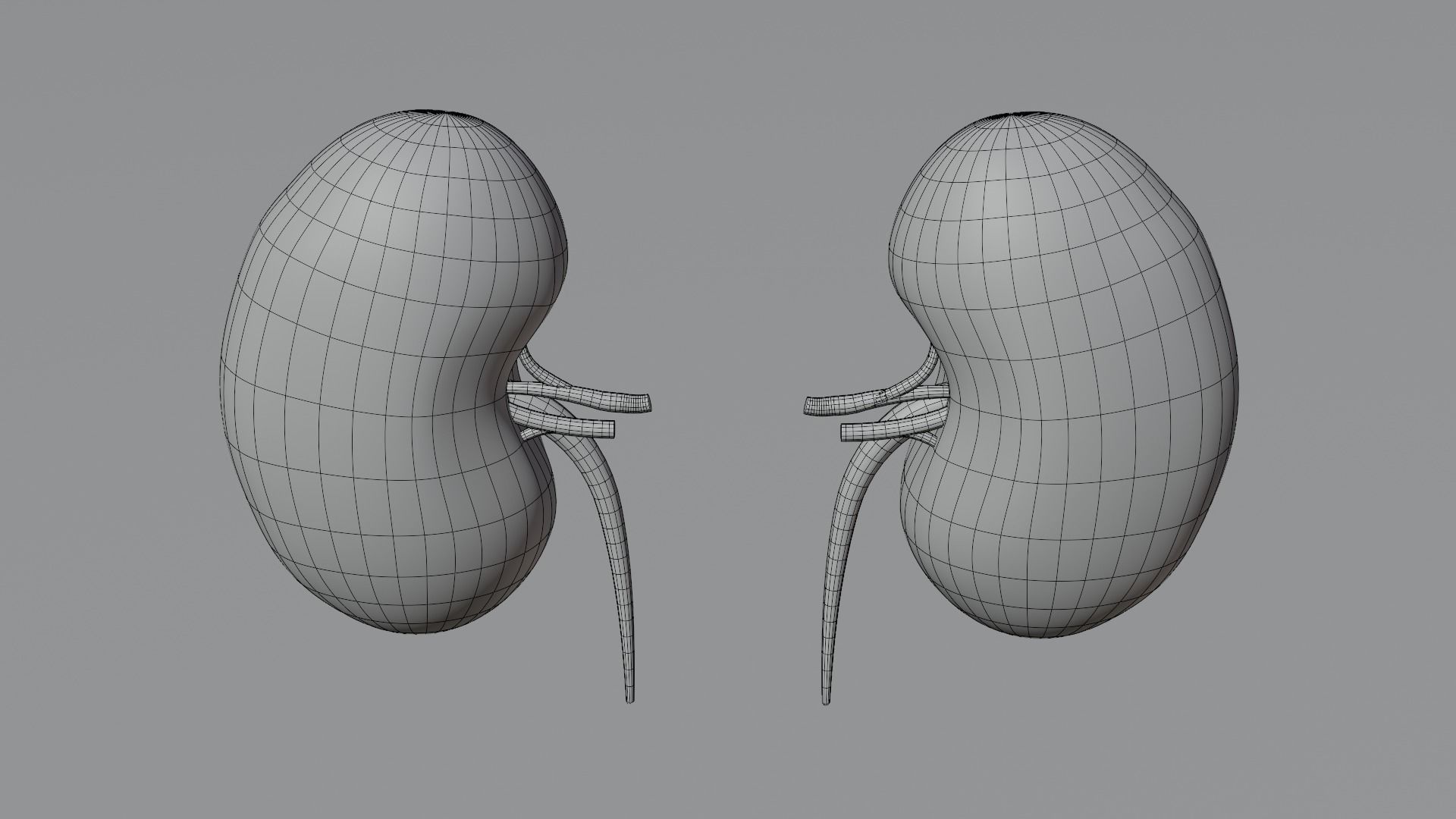 Kidneys 3D model medic 3D model_11
