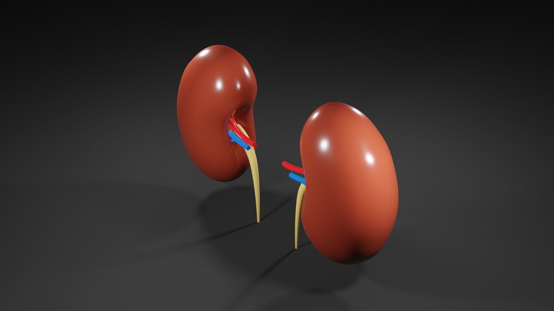 Kidneys 3D model medic 3D model_7
