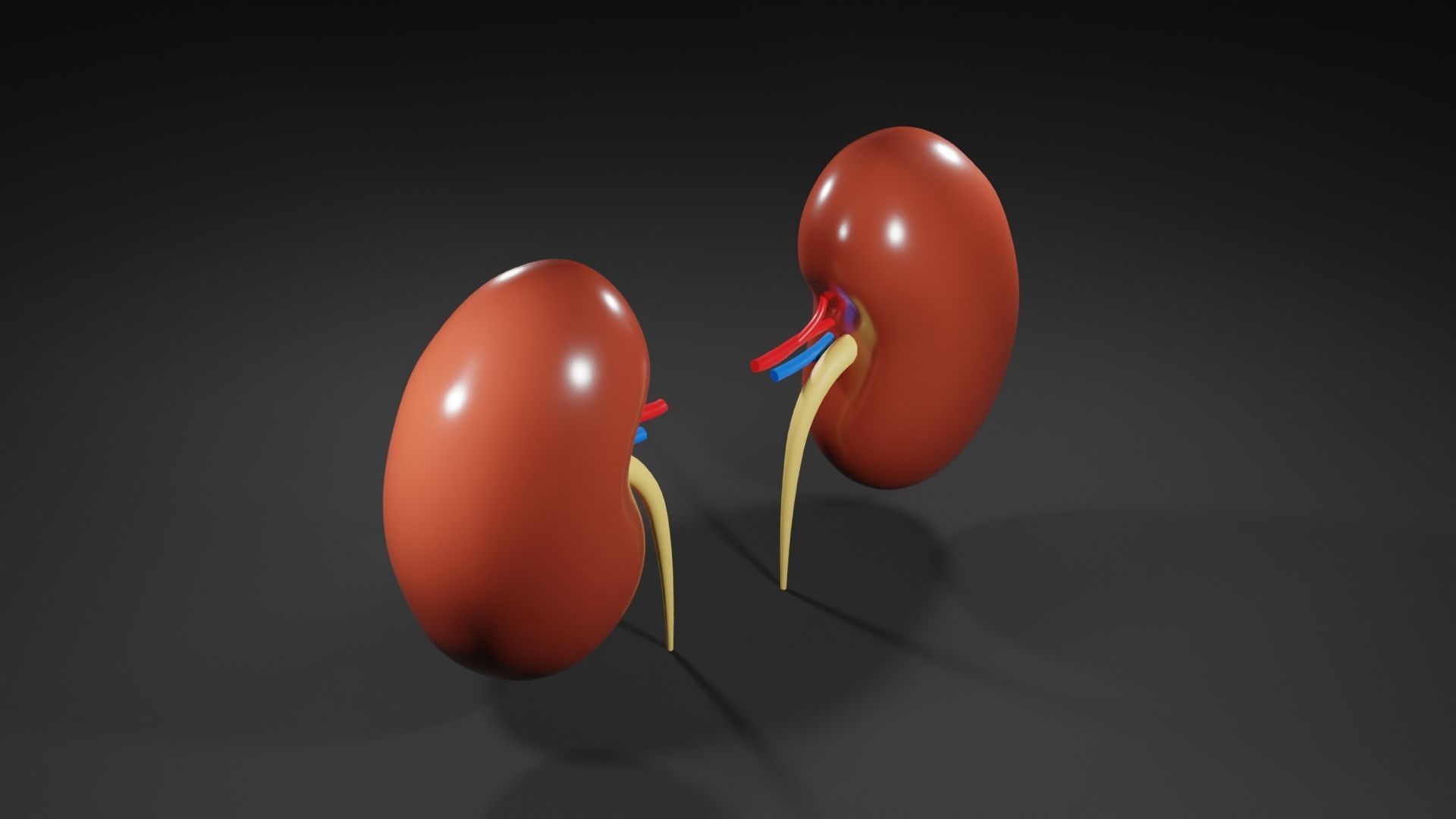 Kidneys 3D model medic 3D model_9