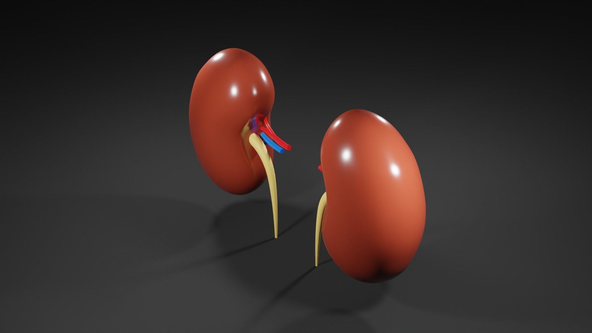 Kidneys 3D model medic 3D model_8