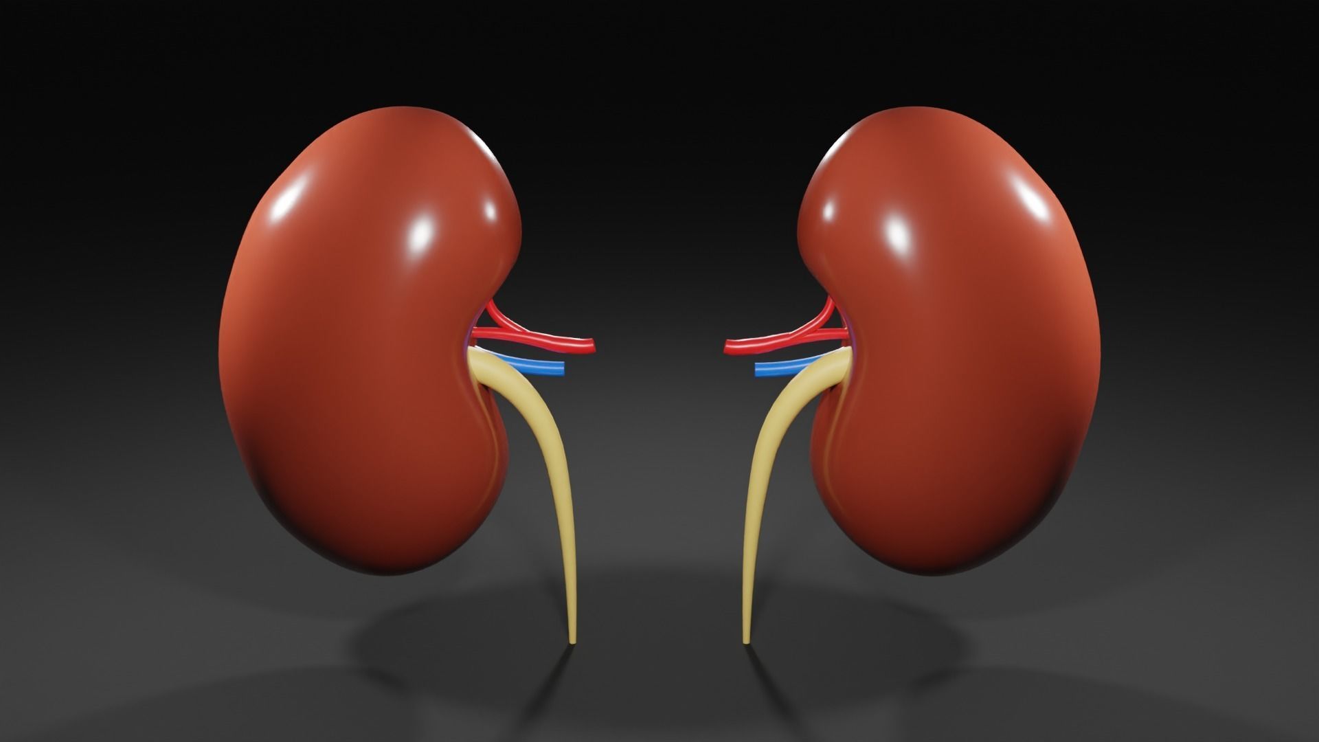Kidneys 3D model medic 3D model_5