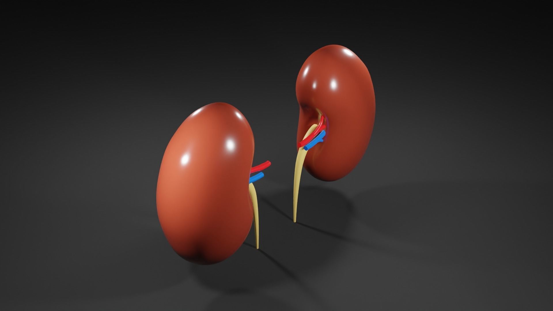Kidneys 3D model medic 3D model_6