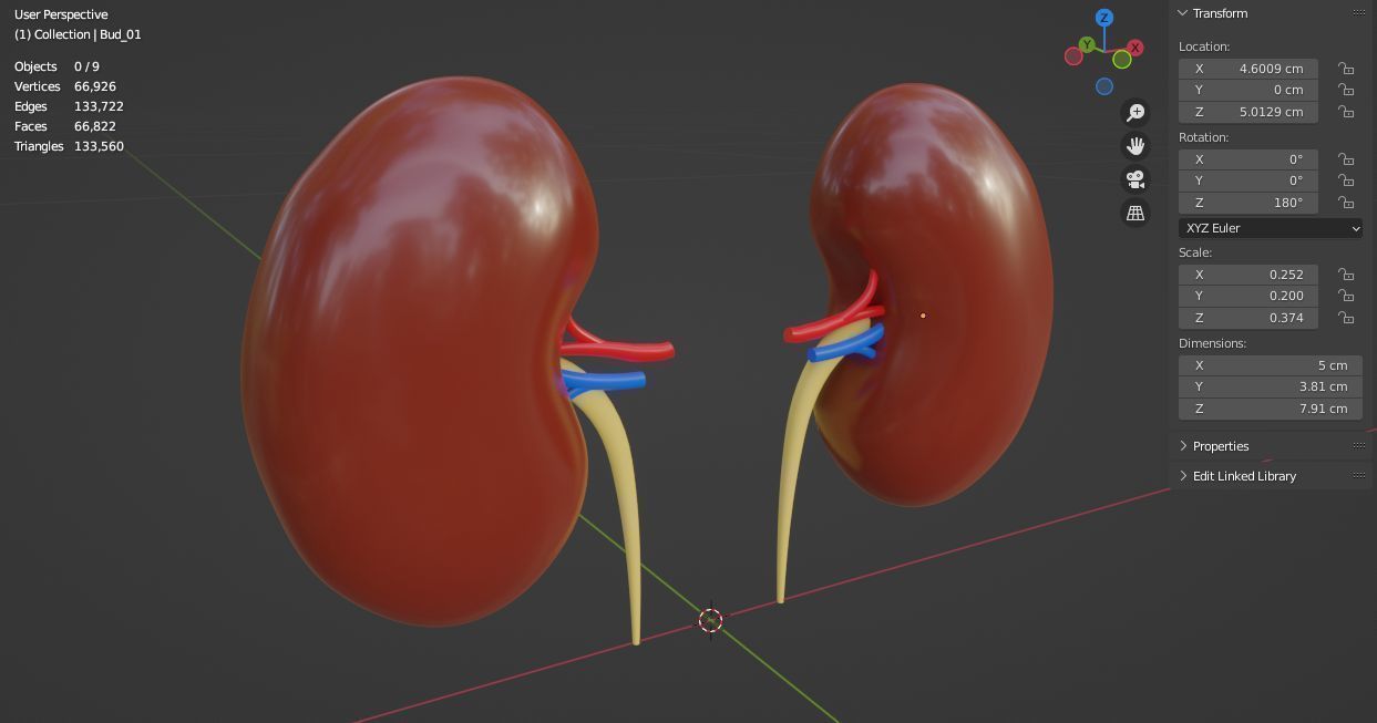 Kidneys 3D model medic 3D model_16