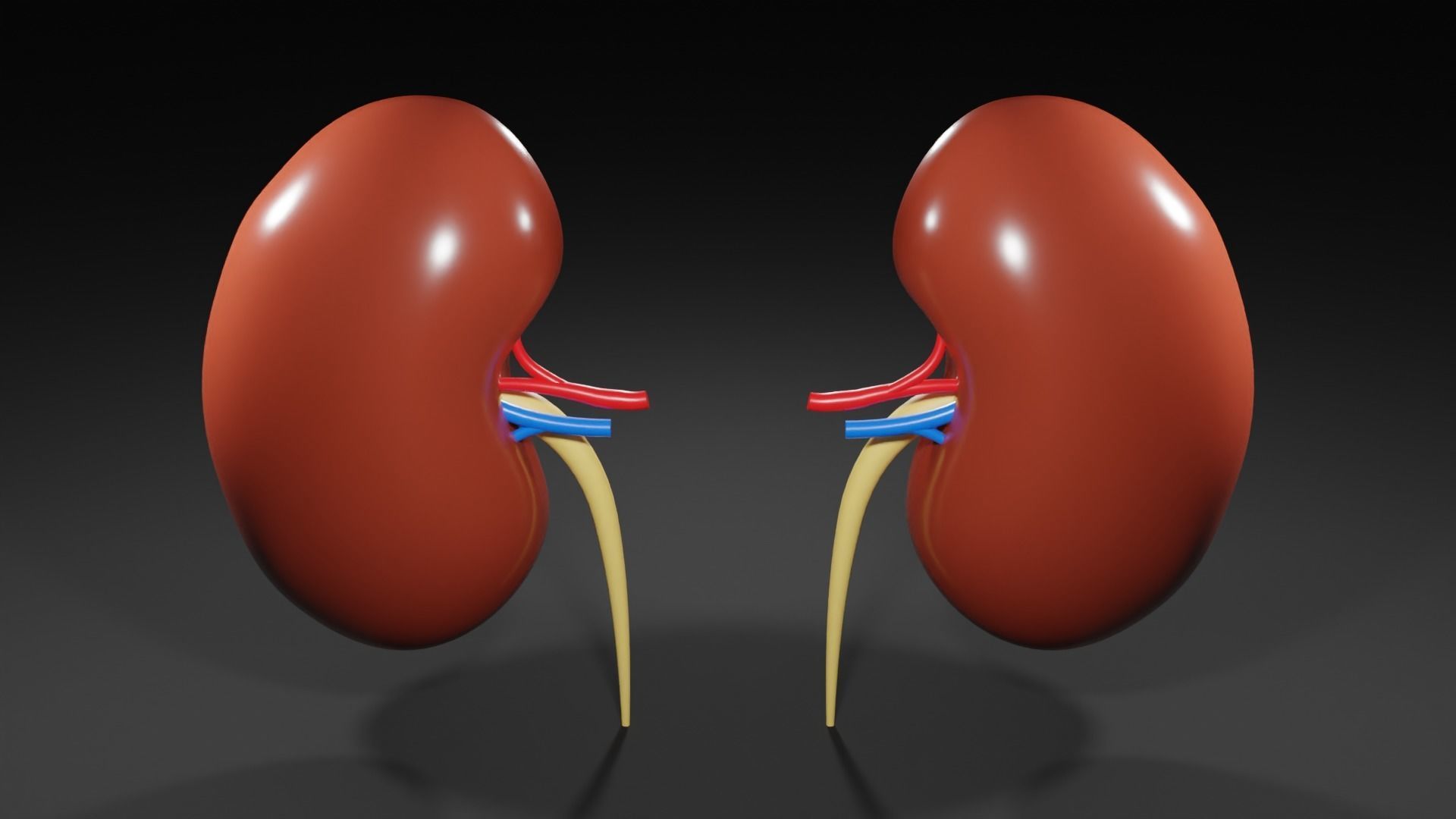 Kidneys 3D model medic 3D model_1