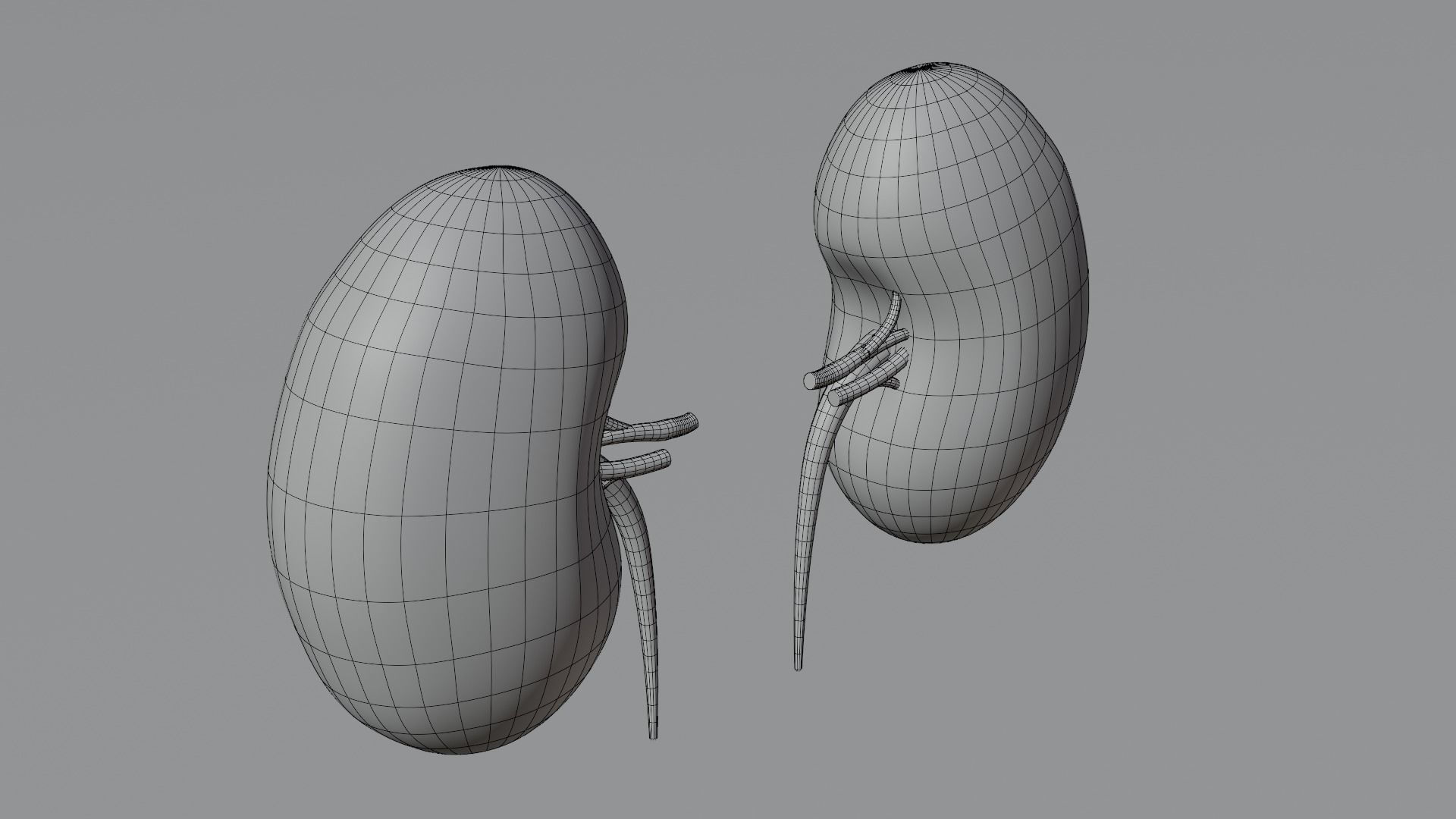 Kidneys 3D model medic 3D model_10