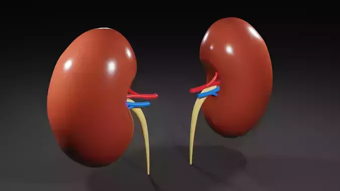 Kidneys 3D model medic