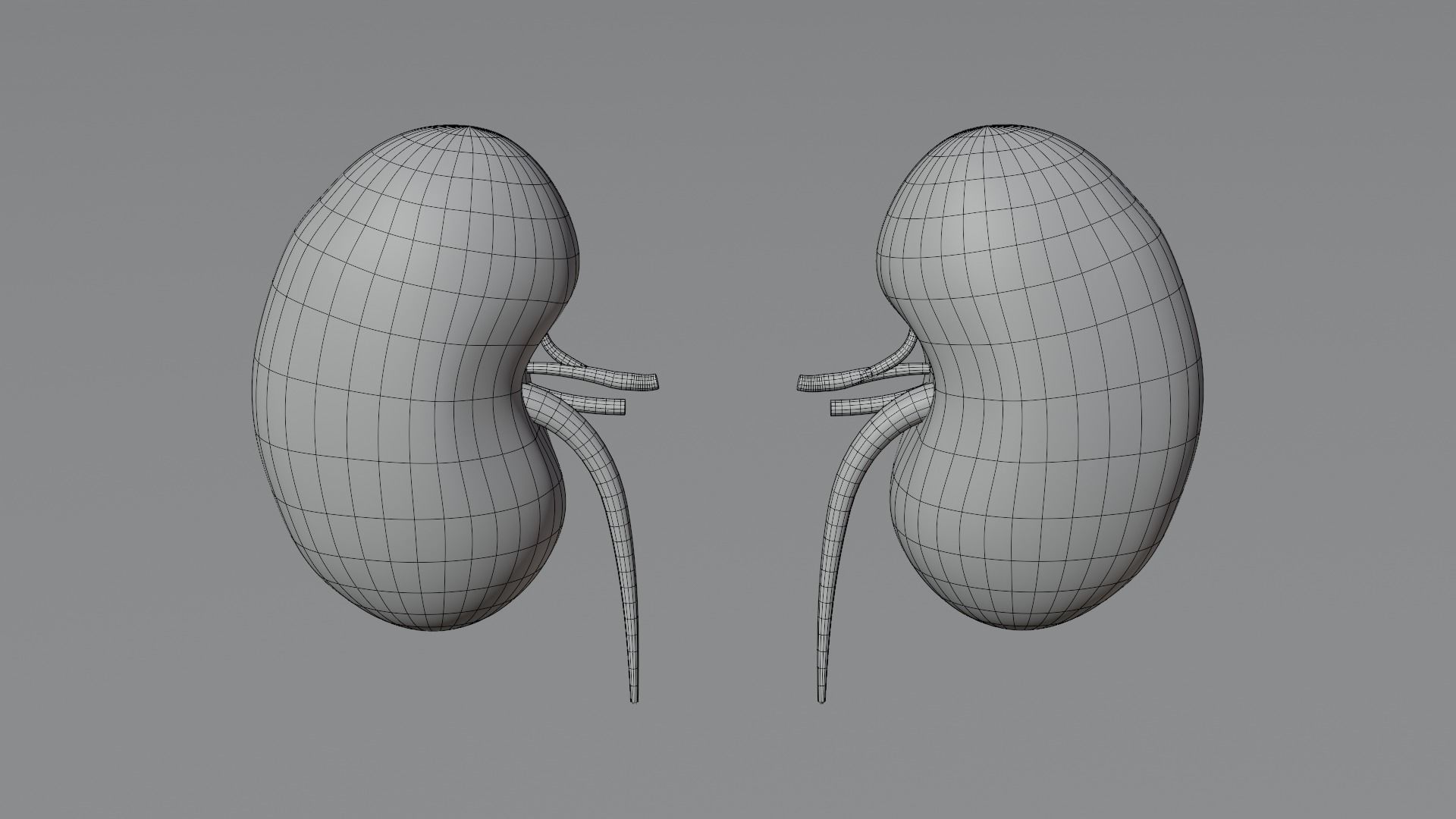 Kidneys 3D model medic 3D model_15