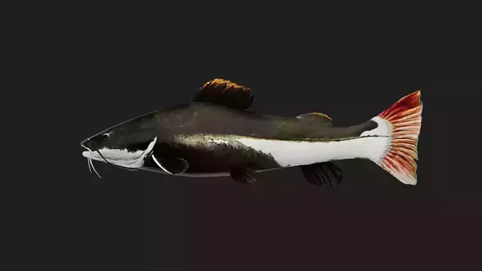 Catfish Low-poly 3D model