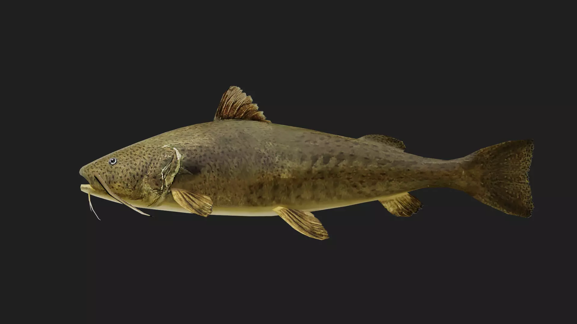 Catfish Low-poly 3D model_0
