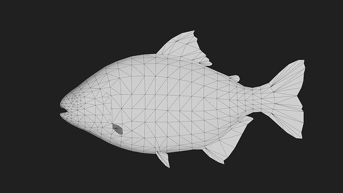Tambaqui Low-poly 3D model 2