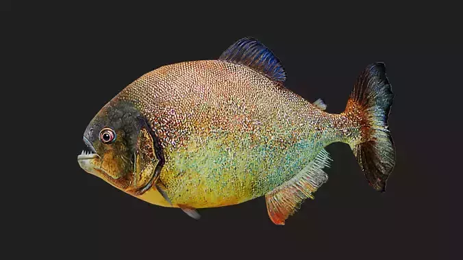 Redpiranha Low-poly 3D model