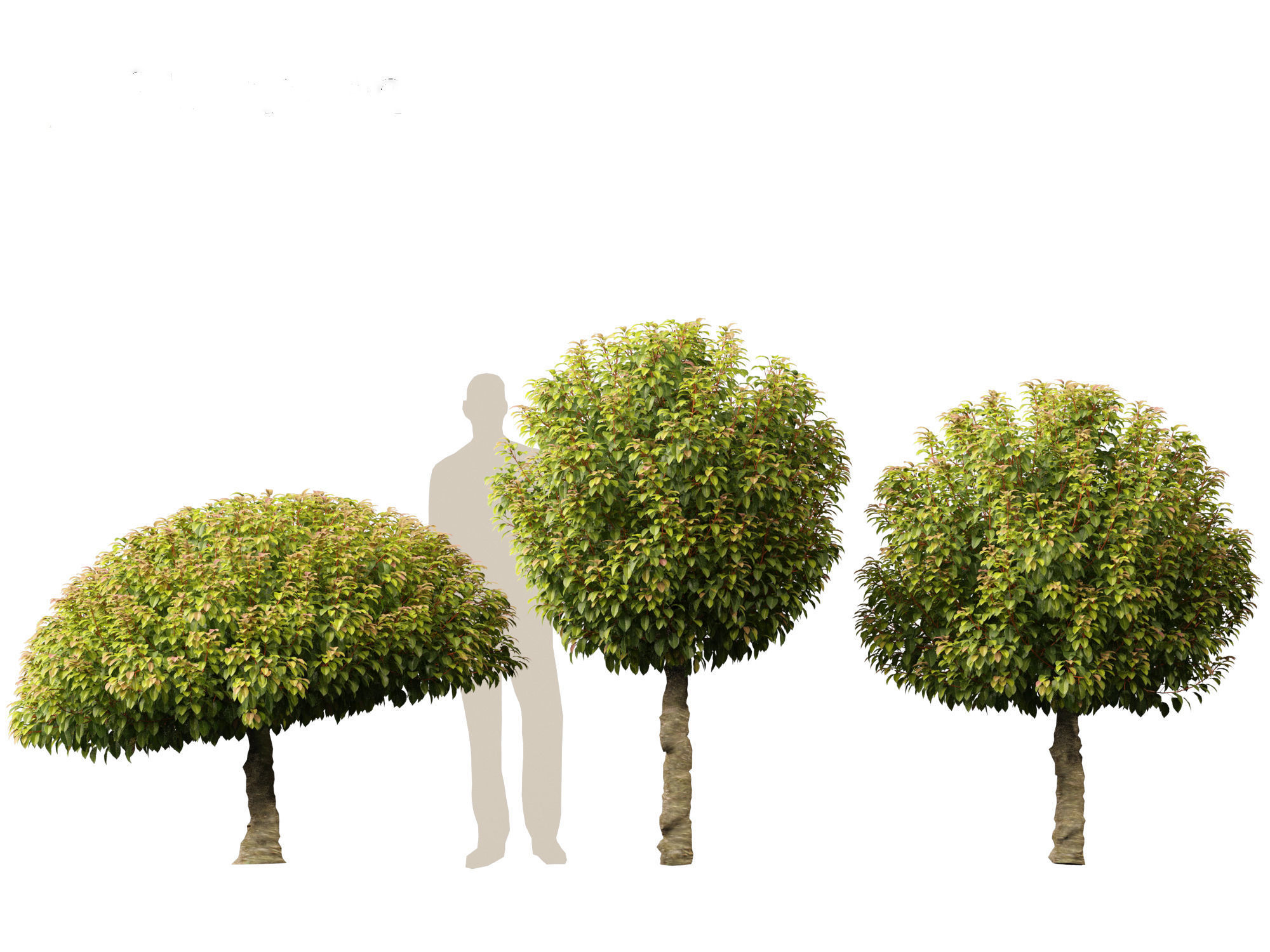 Prunus Lusitanica - Portuguese Cherry Laurel  03 3D model_4