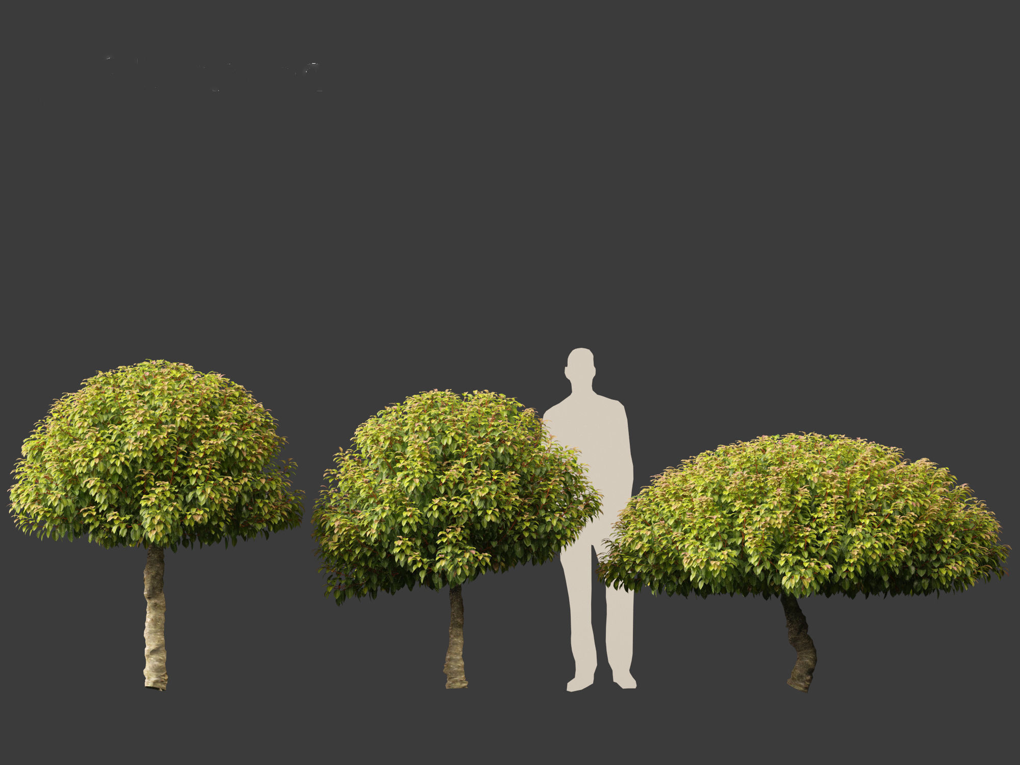 Prunus Lusitanica - Portuguese Cherry Laurel  03 3D model_3