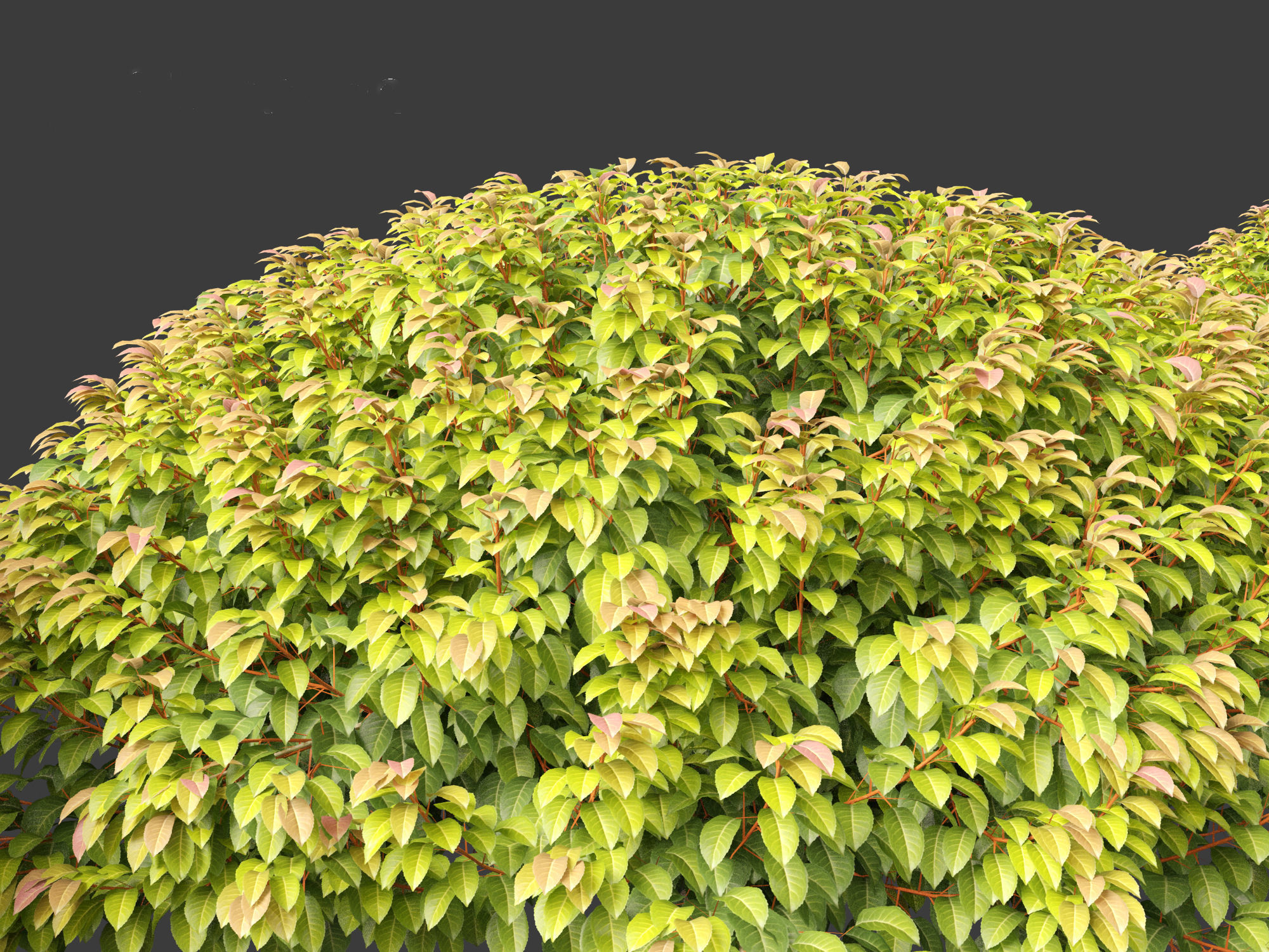 Prunus Lusitanica - Portuguese Cherry Laurel  03 3D model_8