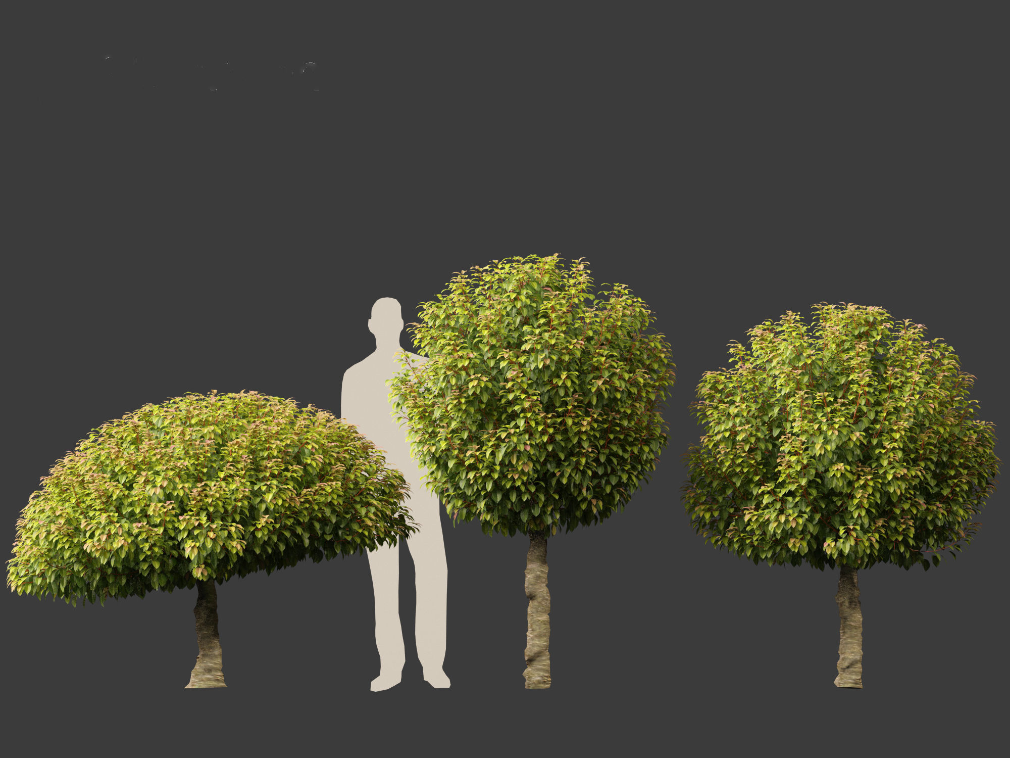 Prunus Lusitanica - Portuguese Cherry Laurel  03 3D model_5
