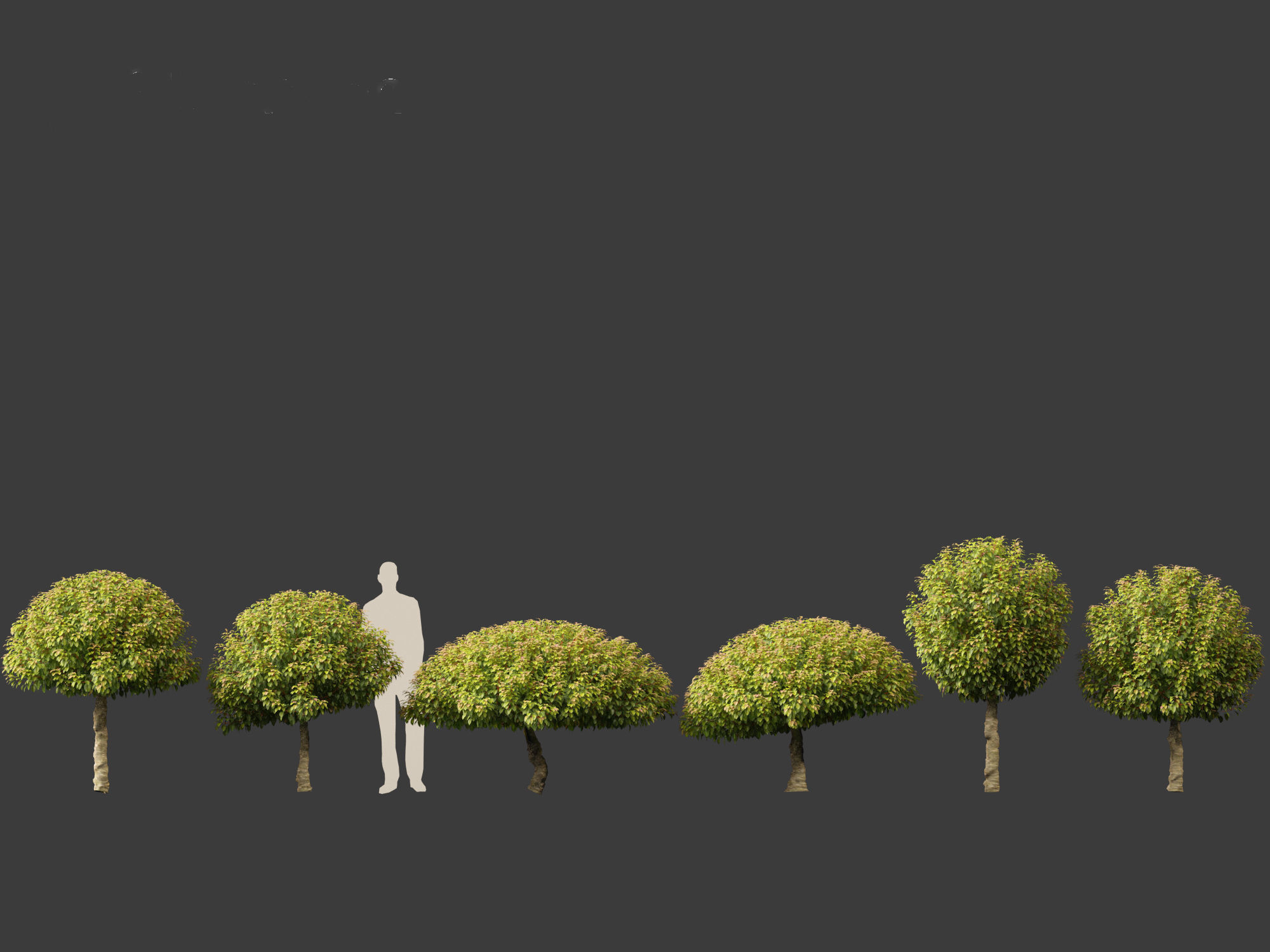 Prunus Lusitanica - Portuguese Cherry Laurel  03 3D model_1