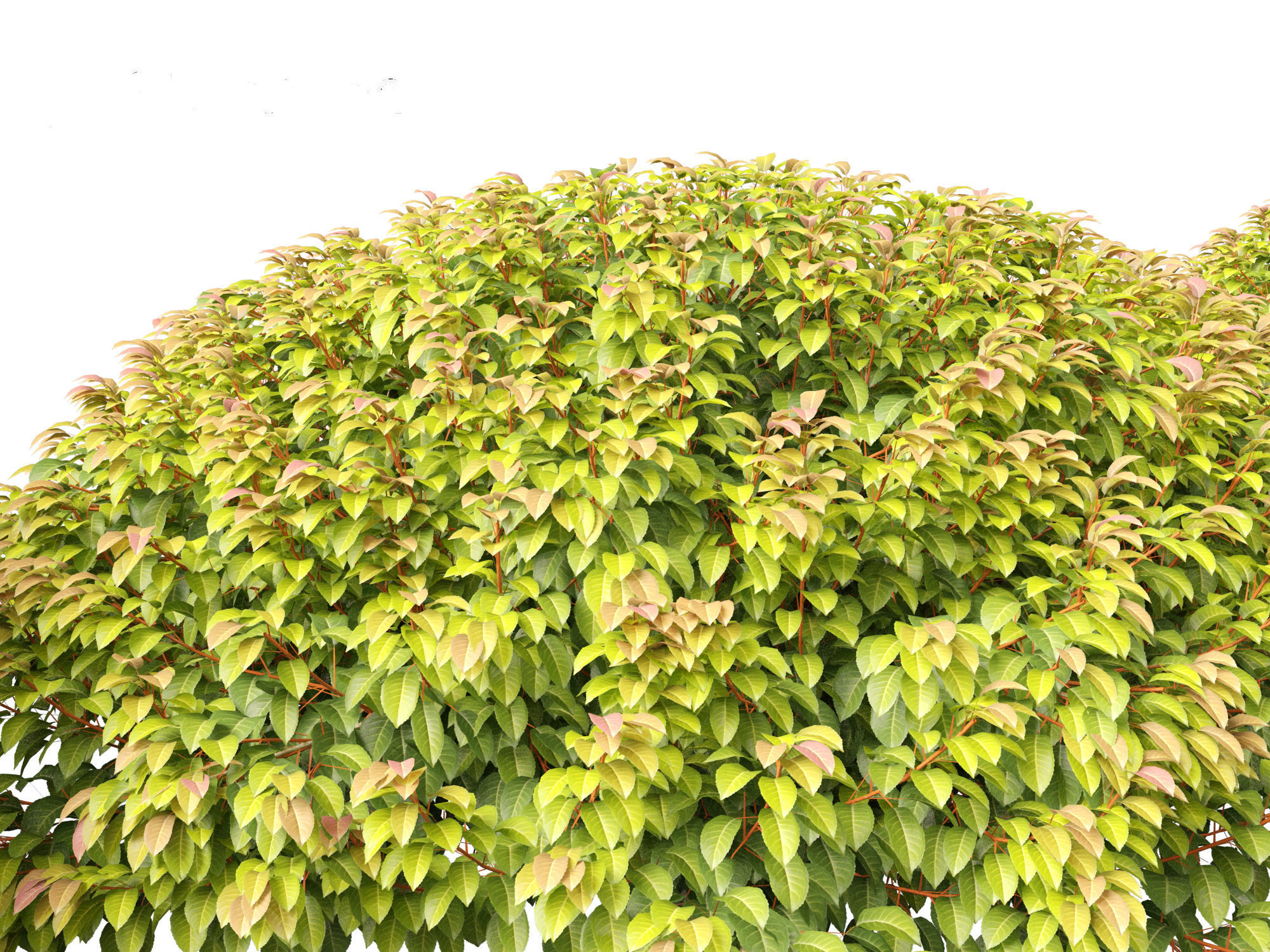 Prunus Lusitanica - Portuguese Cherry Laurel  03 3D model_7