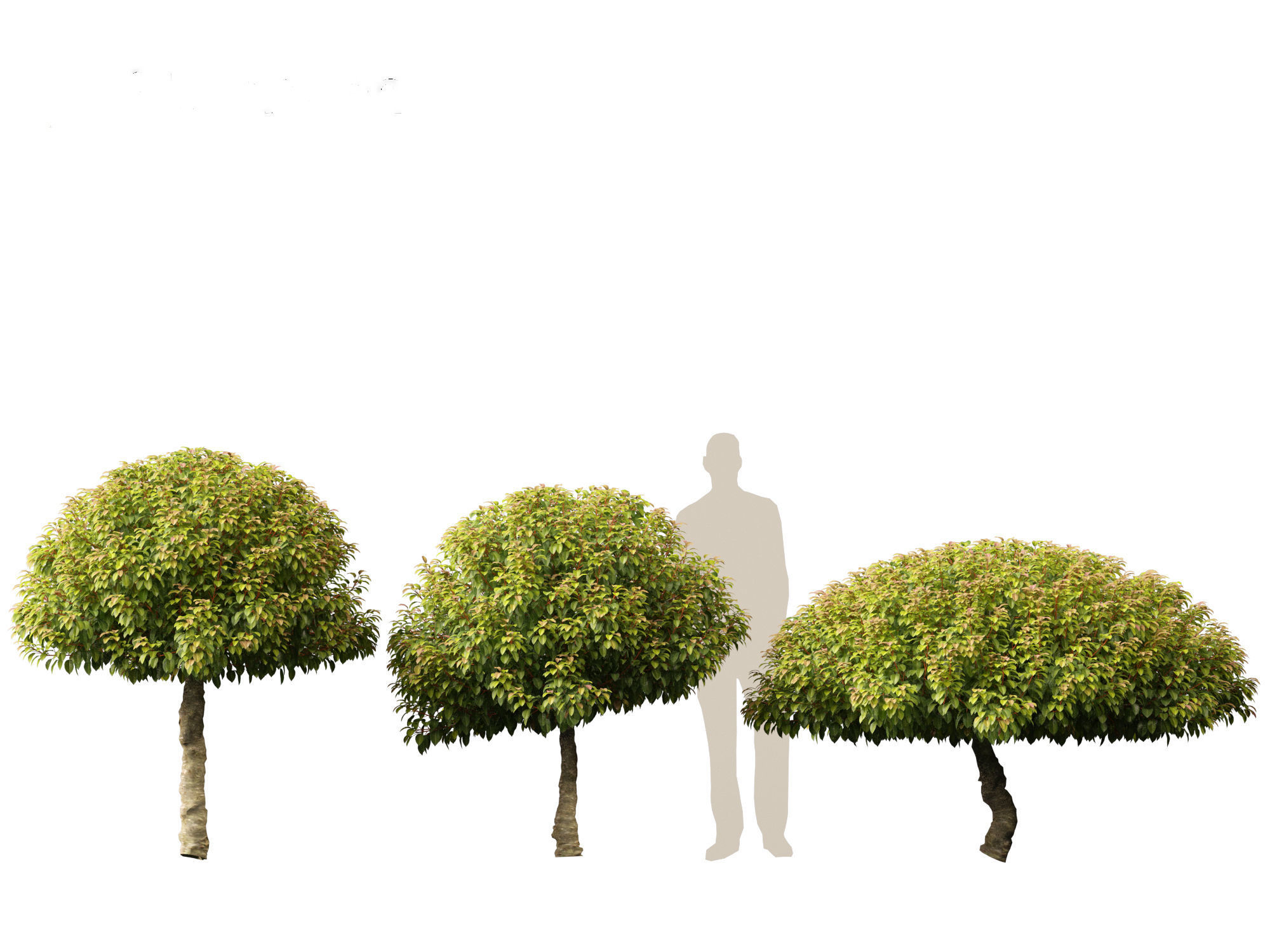 Prunus Lusitanica - Portuguese Cherry Laurel  03 3D model_2