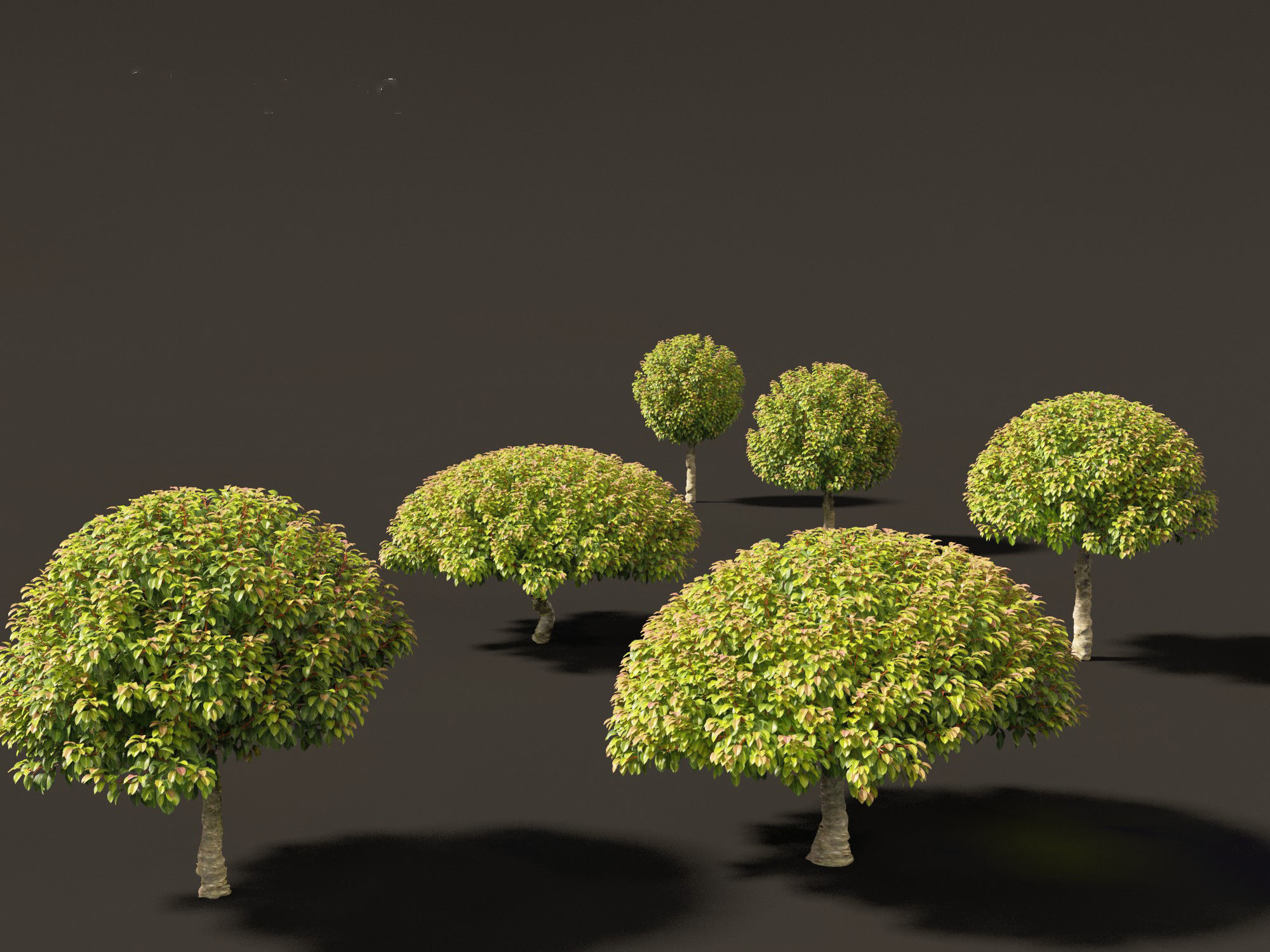 Prunus Lusitanica - Portuguese Cherry Laurel  03 3D model_6