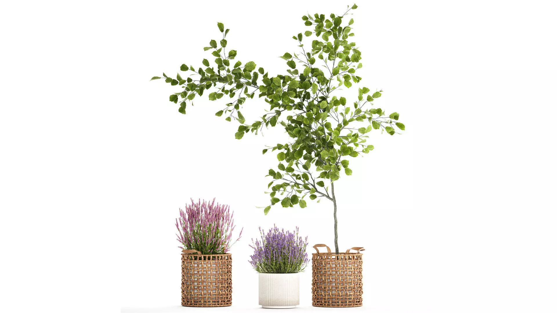 Beautiful plants in a basket lavender bush and tree 1369 3D model