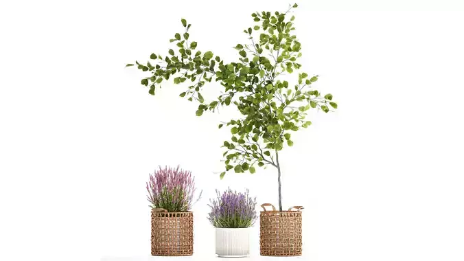 Beautiful plants in a basket lavender bush and tree 1369