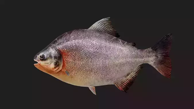 Carp fish Low-poly 3D model