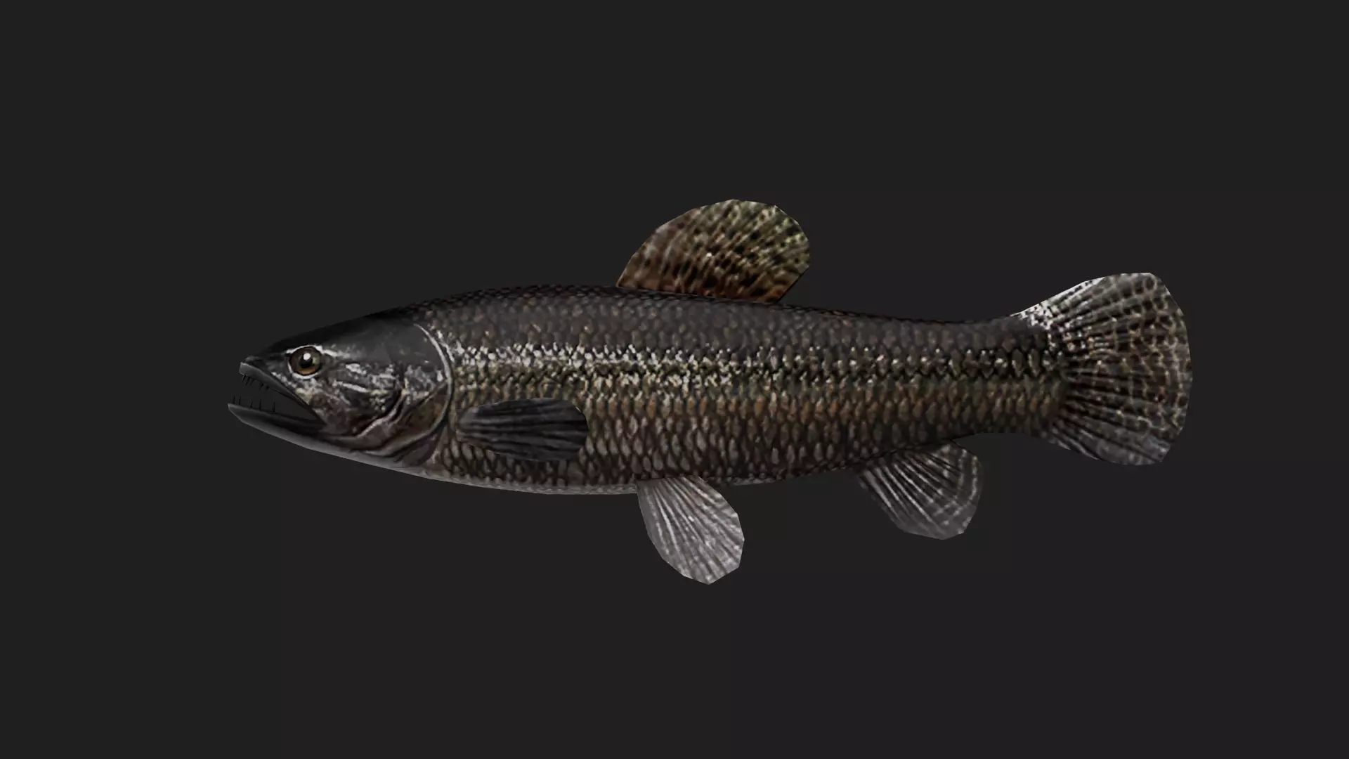 Carpfish Low-poly 3D model