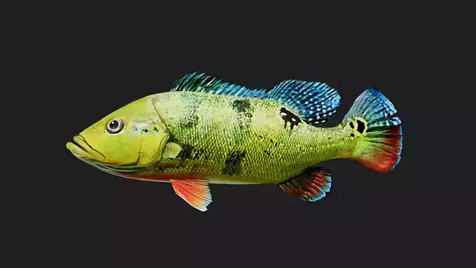 Bass fish Low-poly 3D model